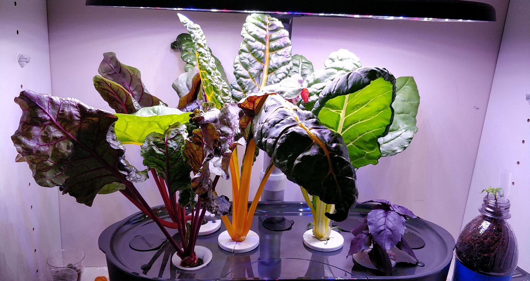 Five Color Silverbeet Swiss Chard and Companion Plants in a Bounty