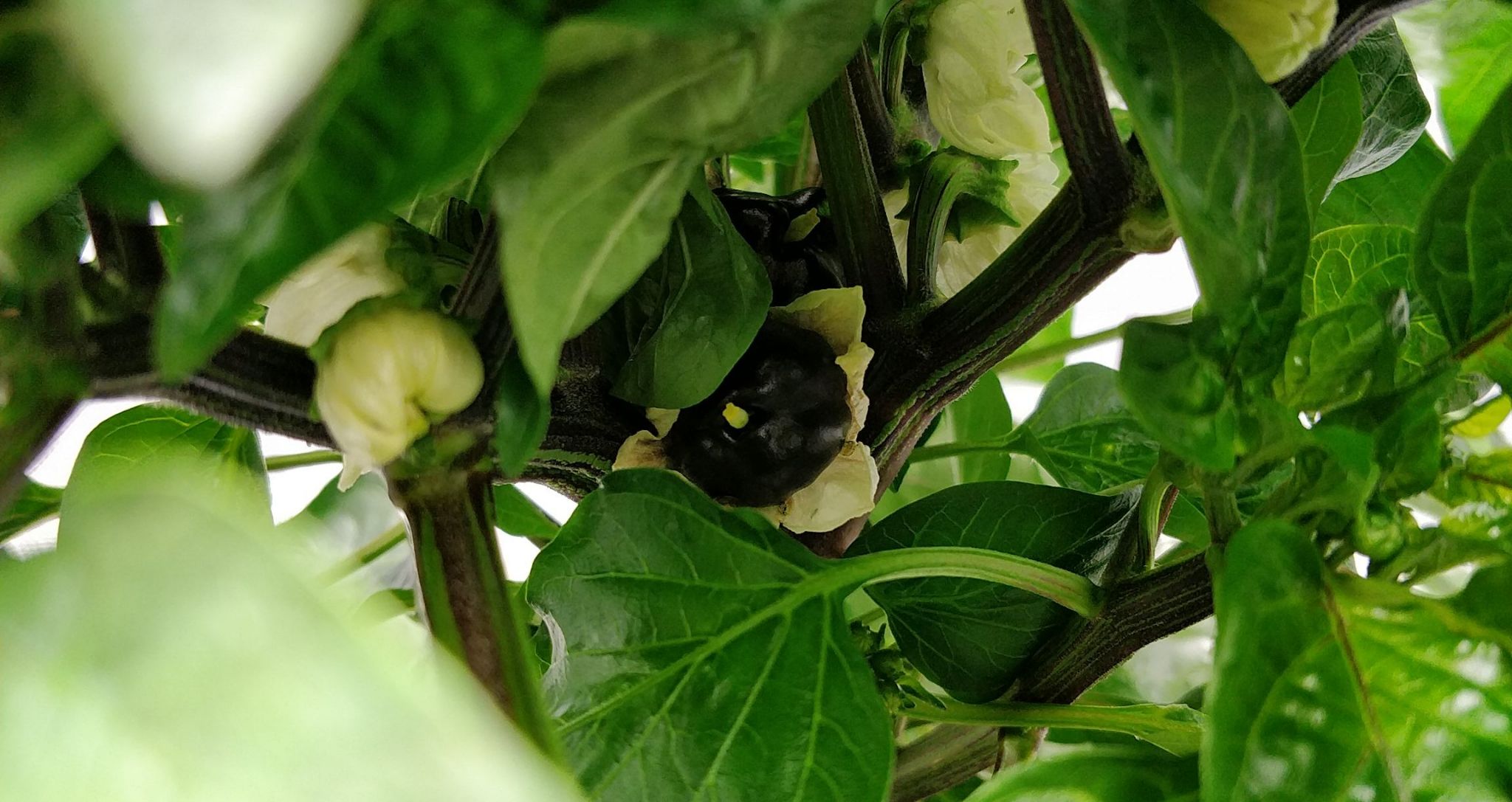 Update #10: Garden progress