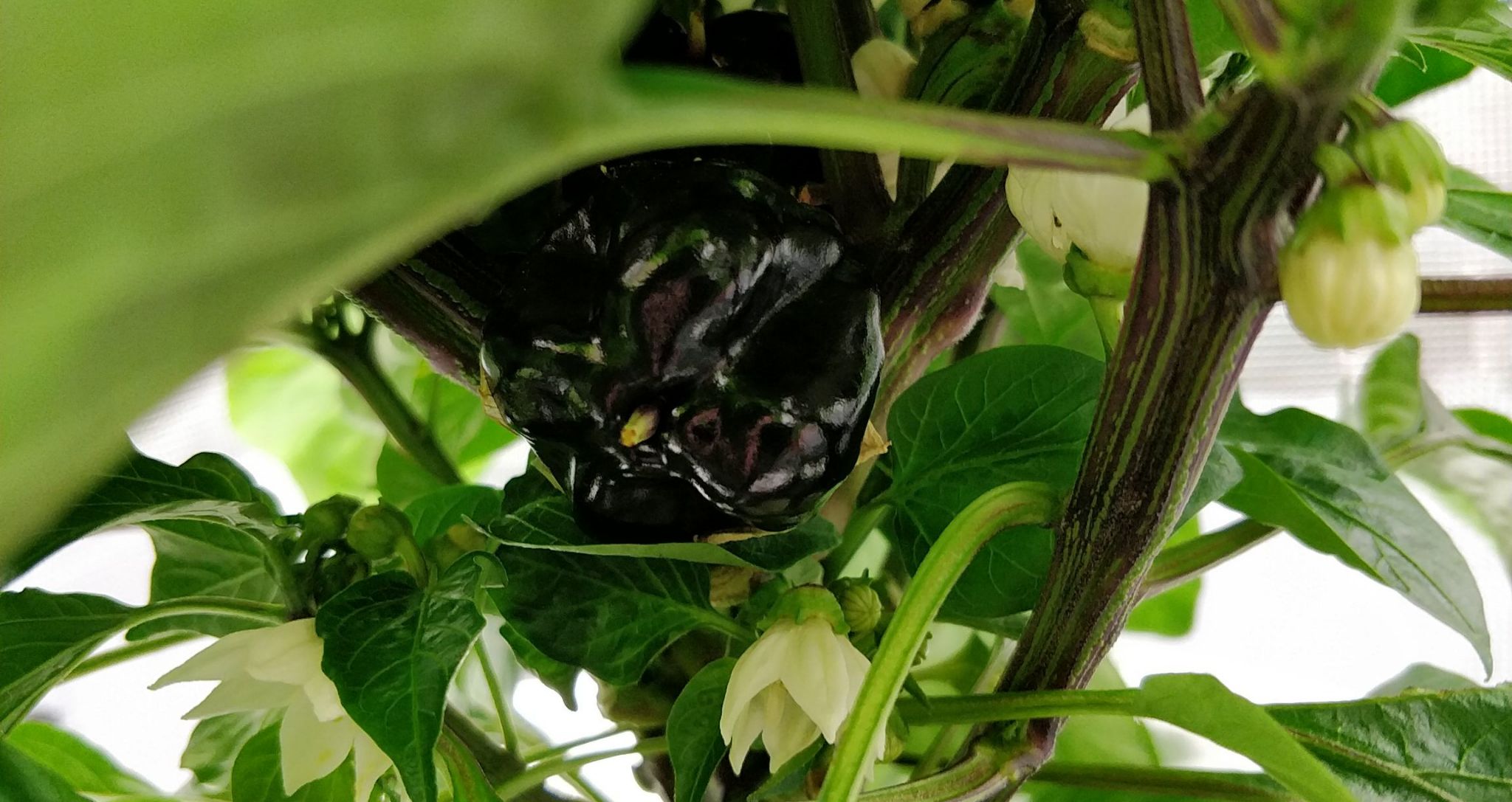 Update #11: Added another two gallons of water, no additional nutrients.