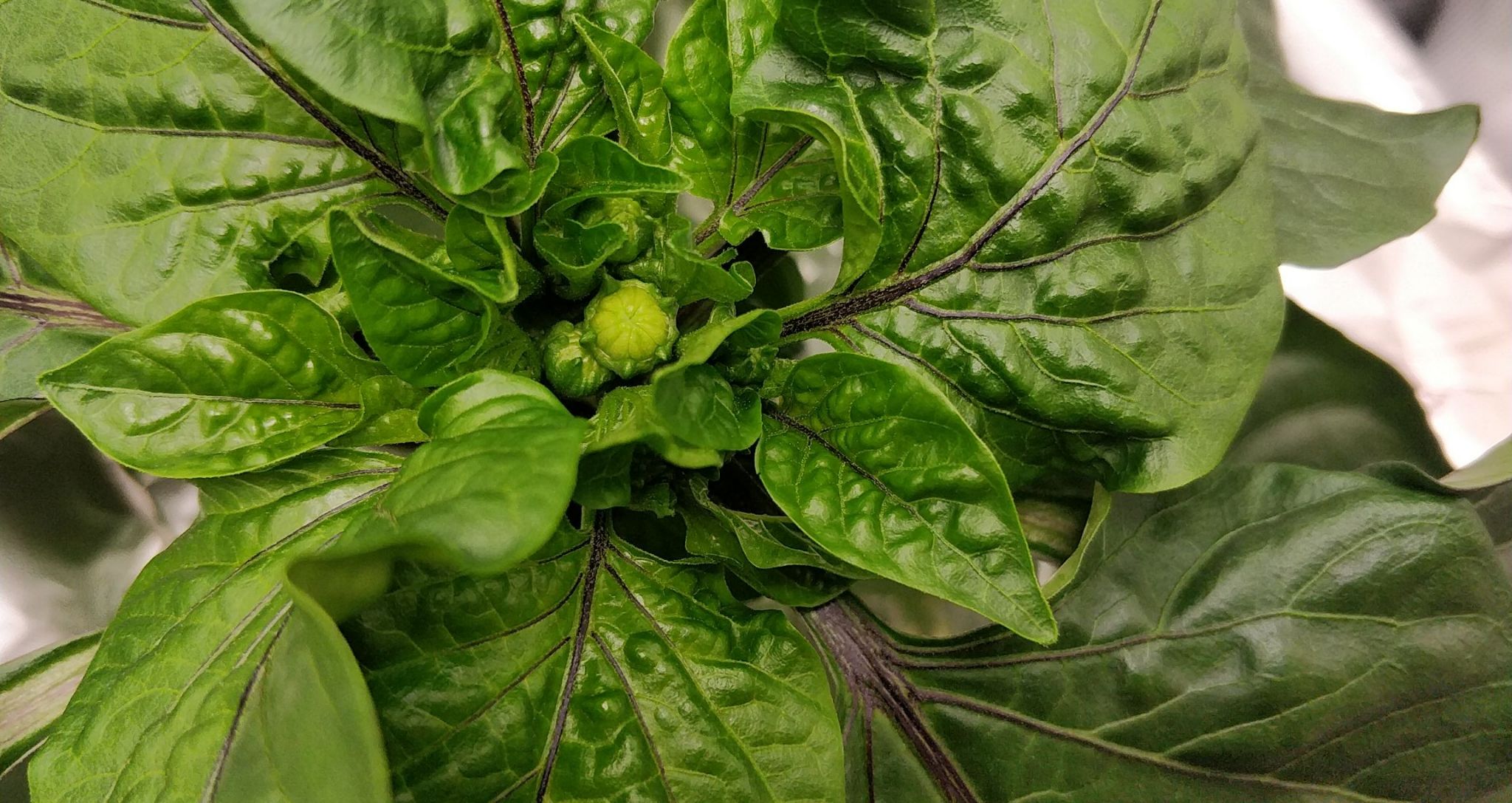 Update #6: I'm not so sure this is a pepper? I will wait and find out, but the seed definitely looked like a pepper seed.