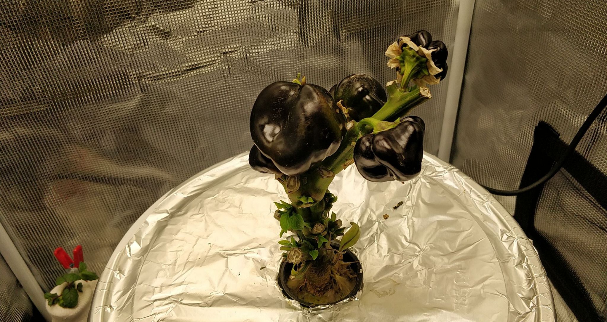 Purple Beauty Bell Pepper in a Five-Gallon DWC Bucket