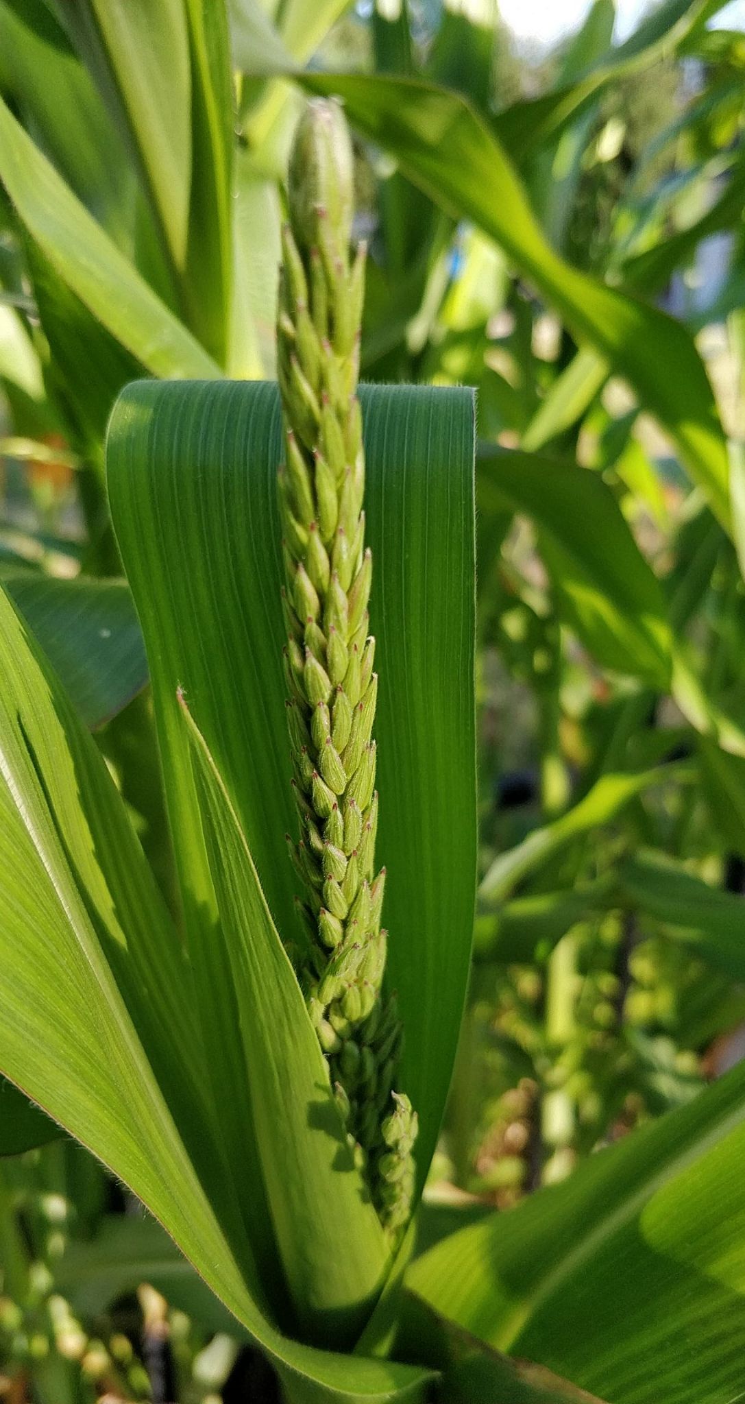 Update #3: I was a bit worried that there wasn't going to be enough fertilizer, but looks like I was wrong: