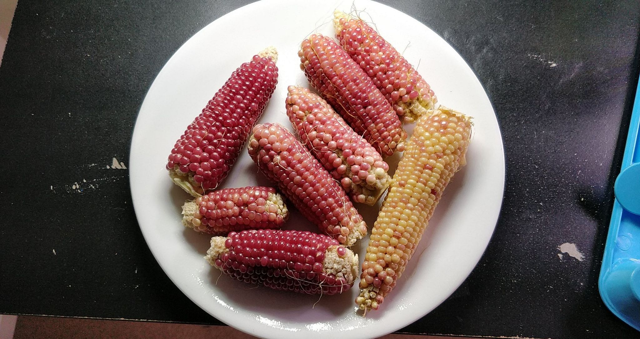 Mini Pink Popcorn Grown Sixteen Plants in an EarthBox