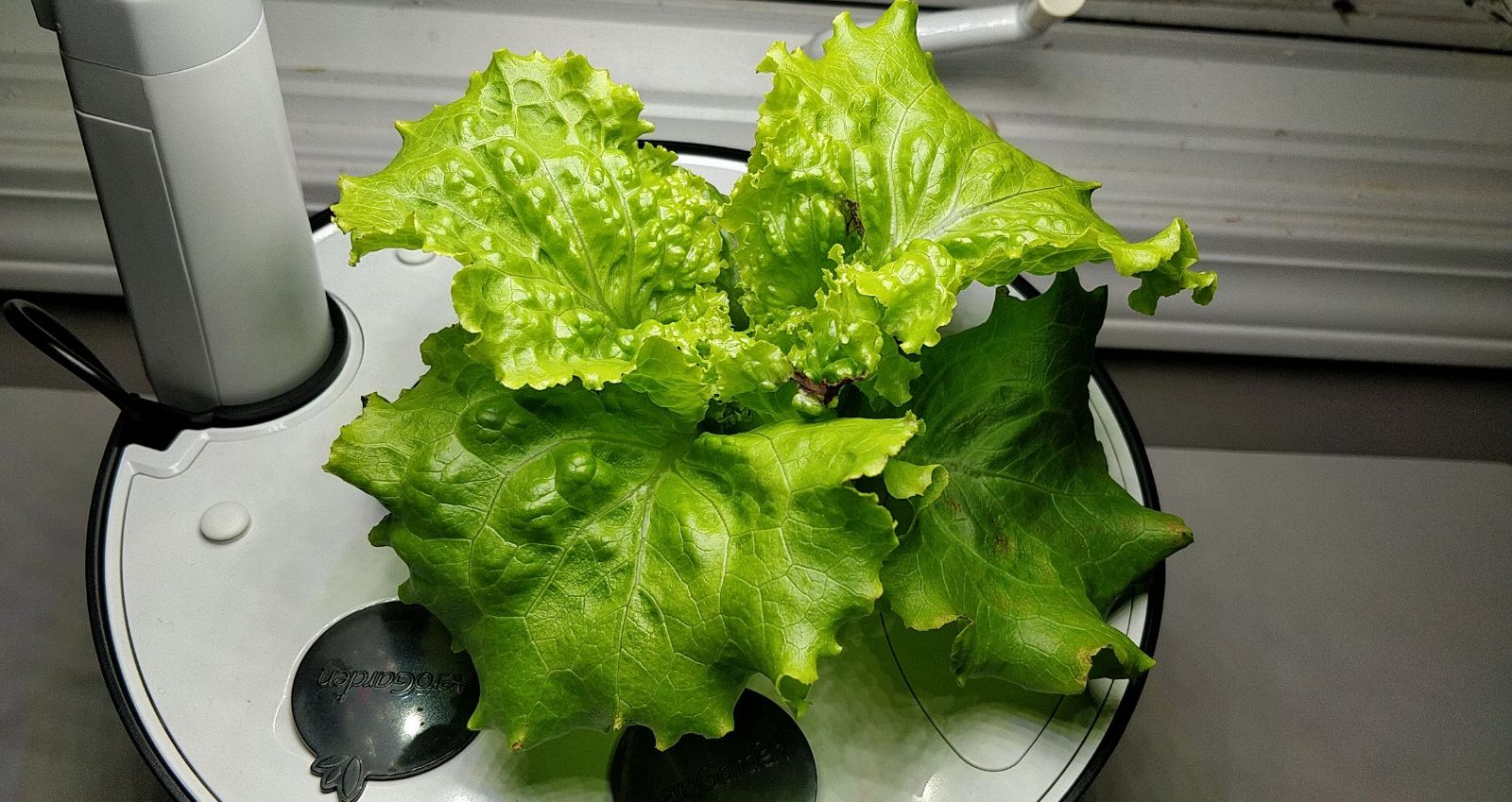 Batavia Laura Lettuce Started in Oasis Foam and Finished in a Harvest 360