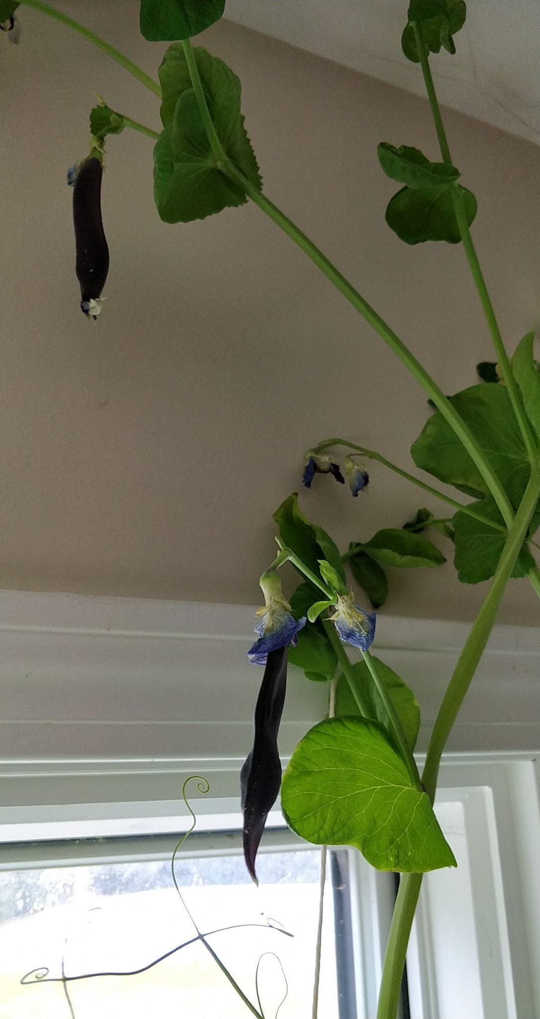 Update #13: Garden progress