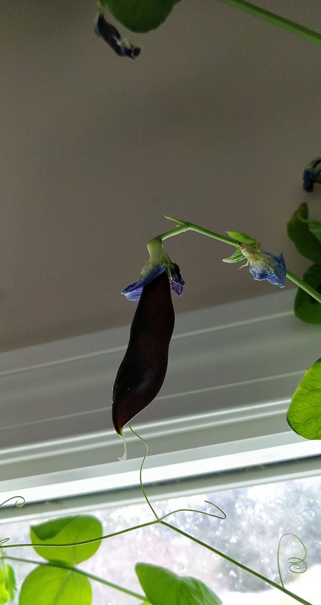 Blauwschokkers Pea Trained on Threads in a Harvest 360