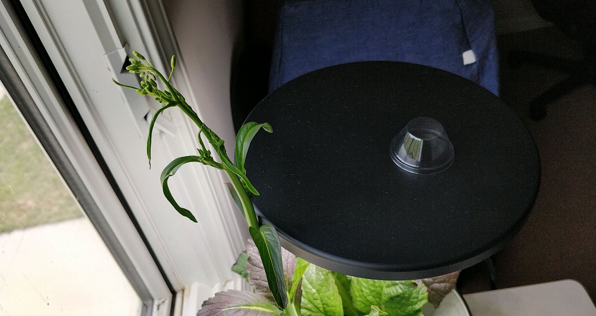 Update #9: It's always funny to see what plants get up to when you leave them to their own devices.