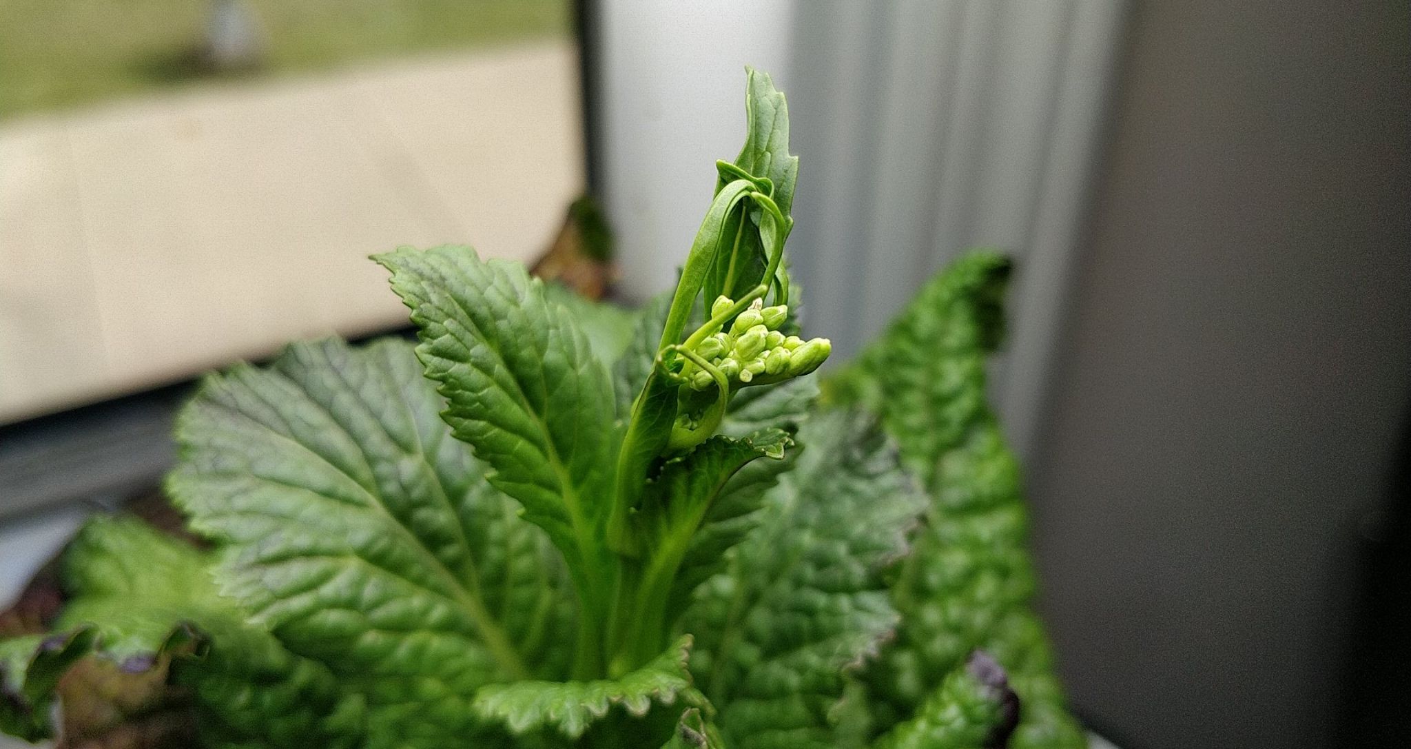 Japanese Giant Red Mustard