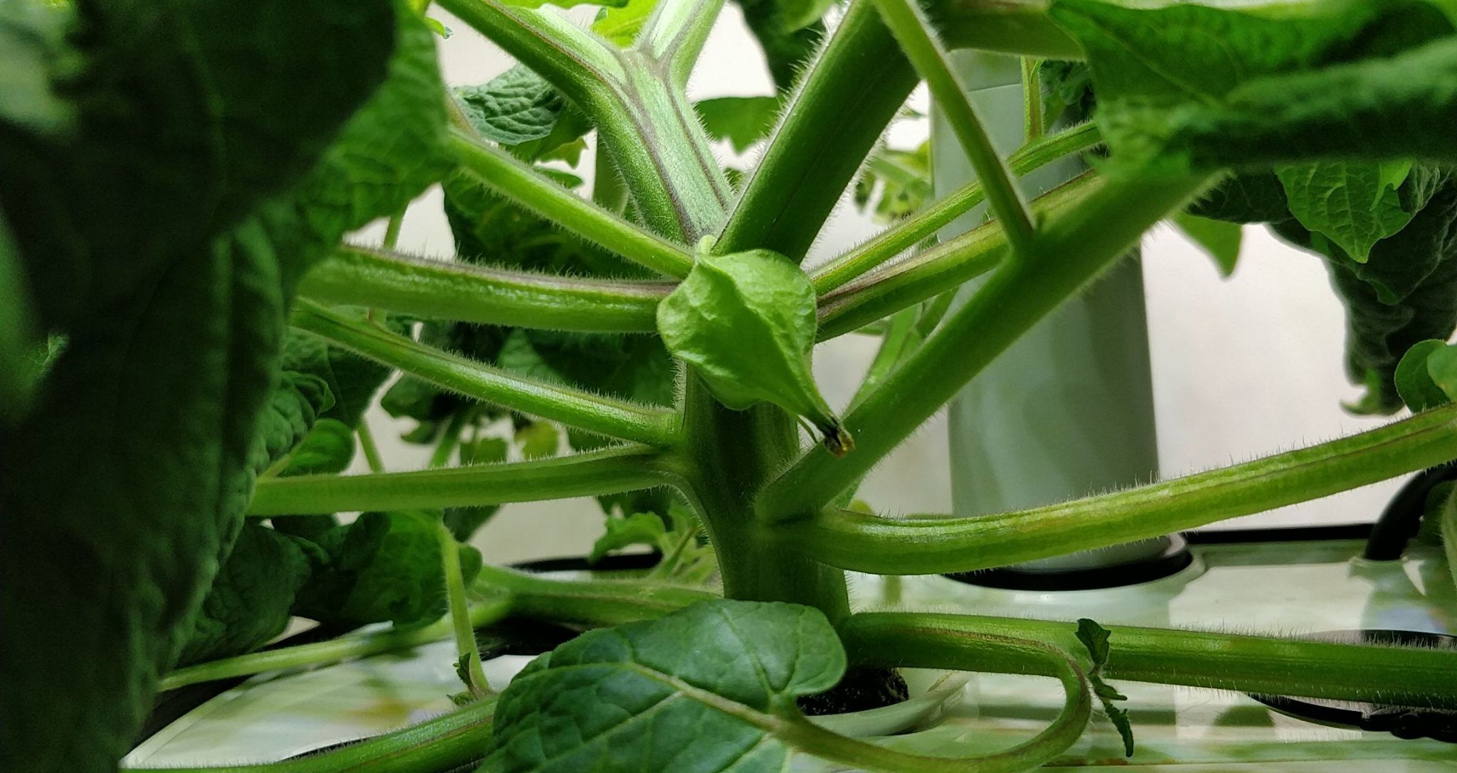 Update #8: As promised, here are some better pictures of a flower and the fruit: