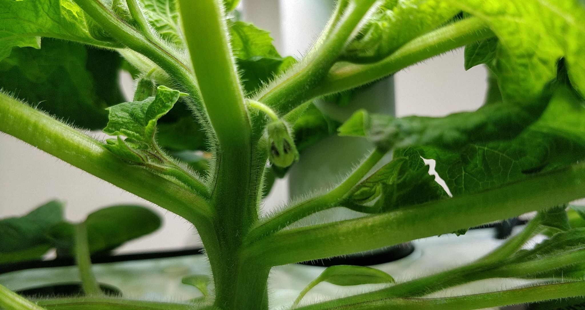 Update #4: This one seems like it is already flowering! Definitely faster than I expected.