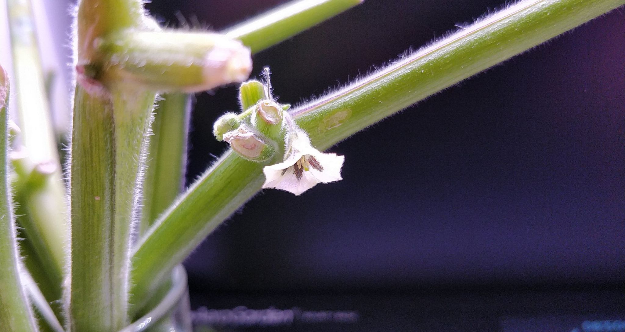 Update #19: One of the clones rooted!Some of them are killing themselves by focusing on flower development instead of root d…