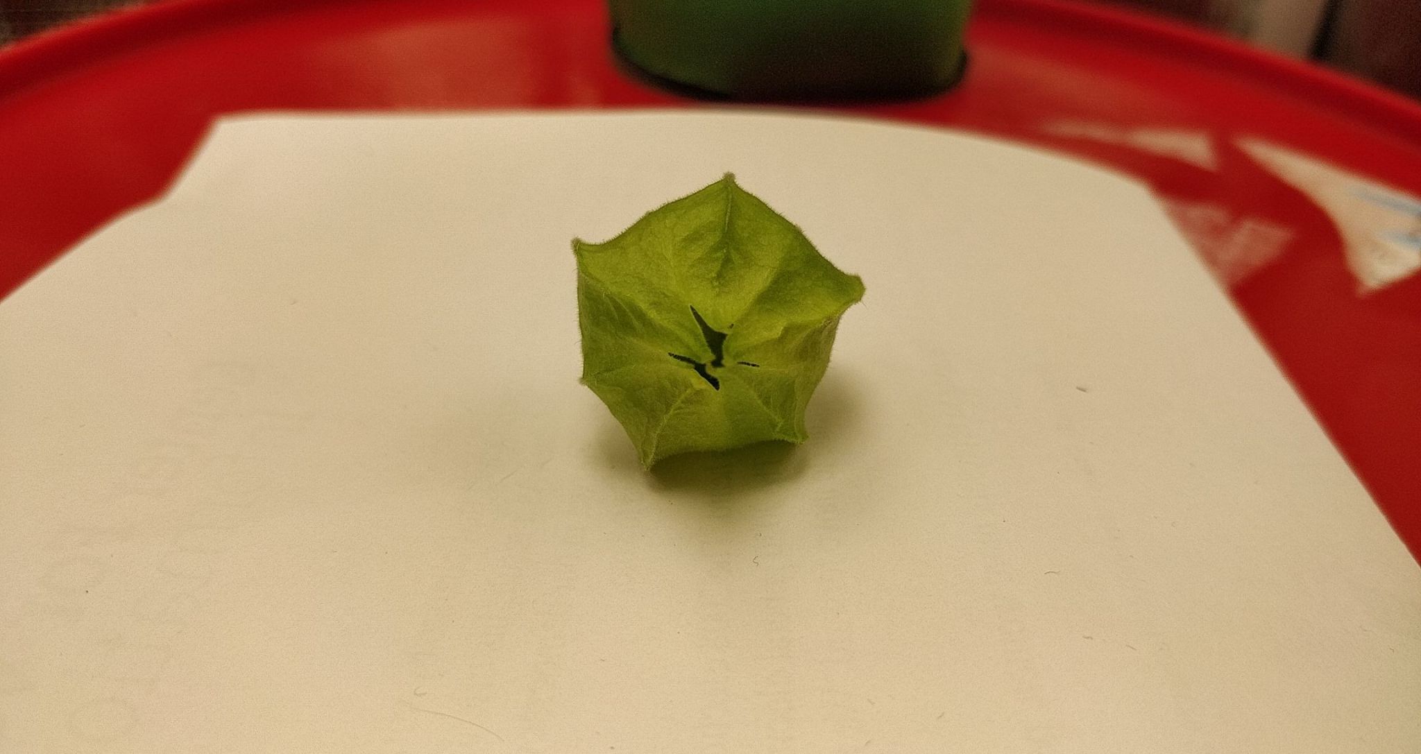 Update #14: The first fruit dropped! I still have to wait for the husk to dry and for the fruit inside to turn a golden yell…