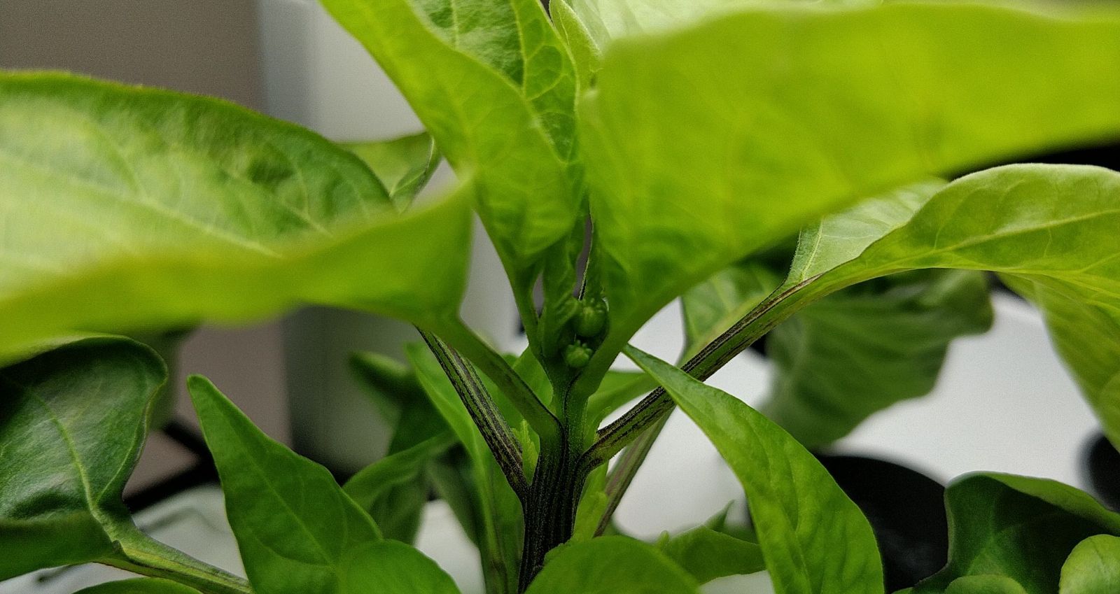 Update #7: I will definitely be experimenting more with starving my pepper plants. This one is 4 inches tall and already st…