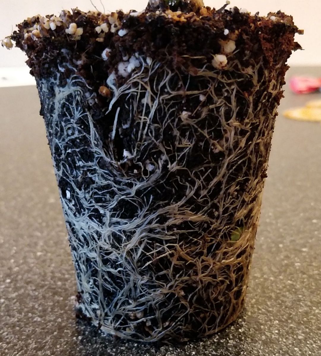 Update #23: I took this out to clean it up, and repotted it in a larger cup. I buried some green leaves and a cherry tomato,…