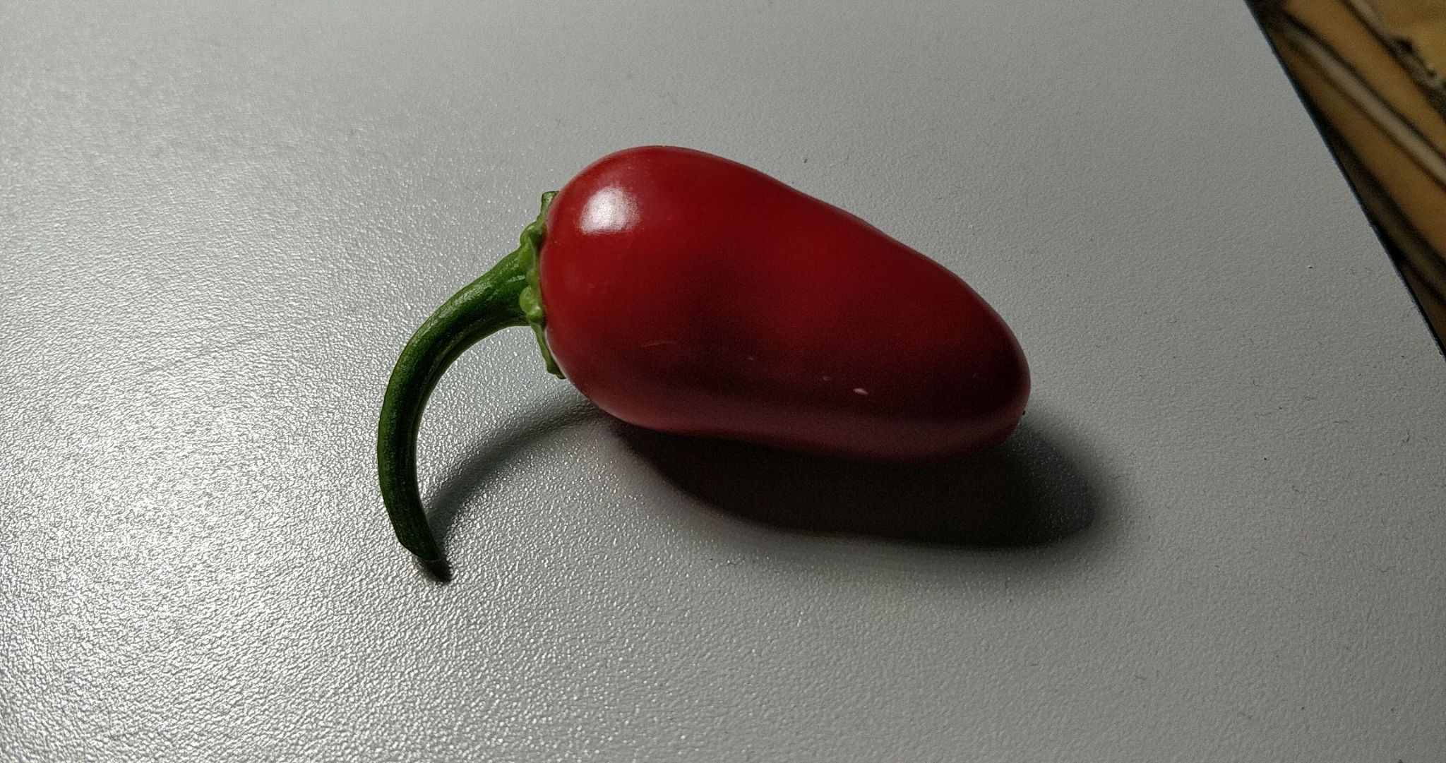 Update #19: Gave it a trim and 8ml of nutes, and I harvested the first pepper! I haven't tried it yet.