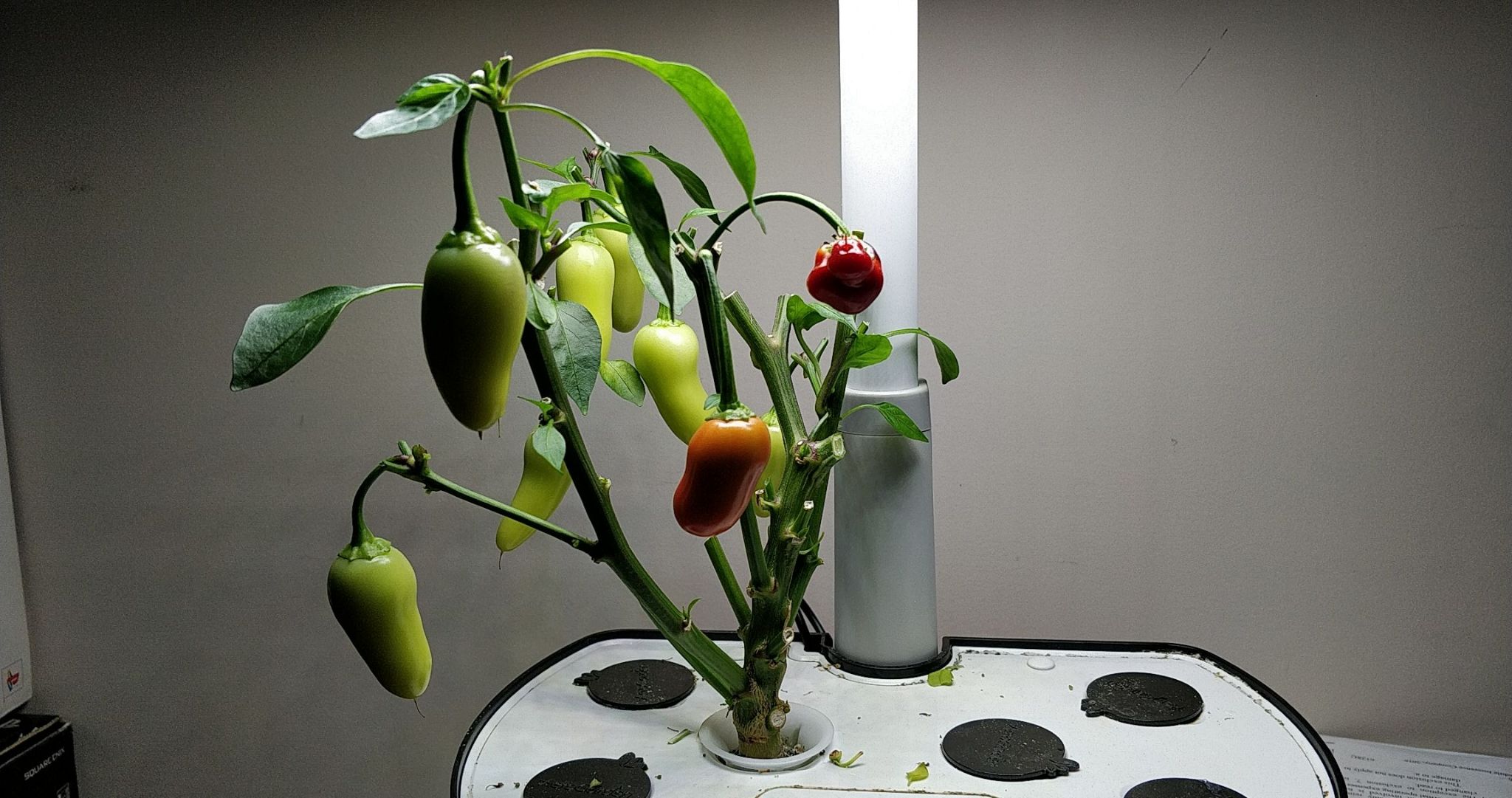 Bob’s Pickling Pepper in an AeroGarden Harvest and conversion to bonchi
