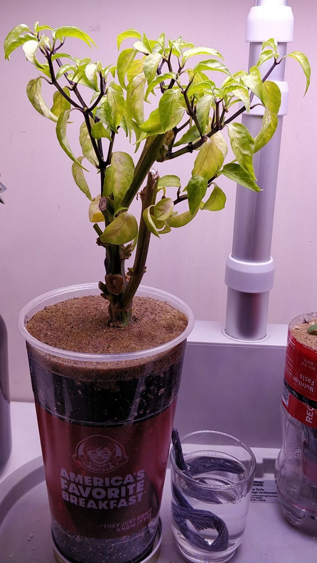 Update #23: I took this out to clean it up, and repotted it in a larger cup. I buried some green leaves and a cherry tomato,…