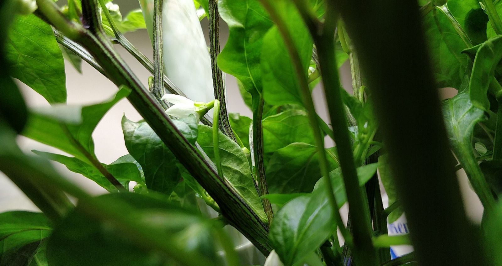 Update #11: Garden progress