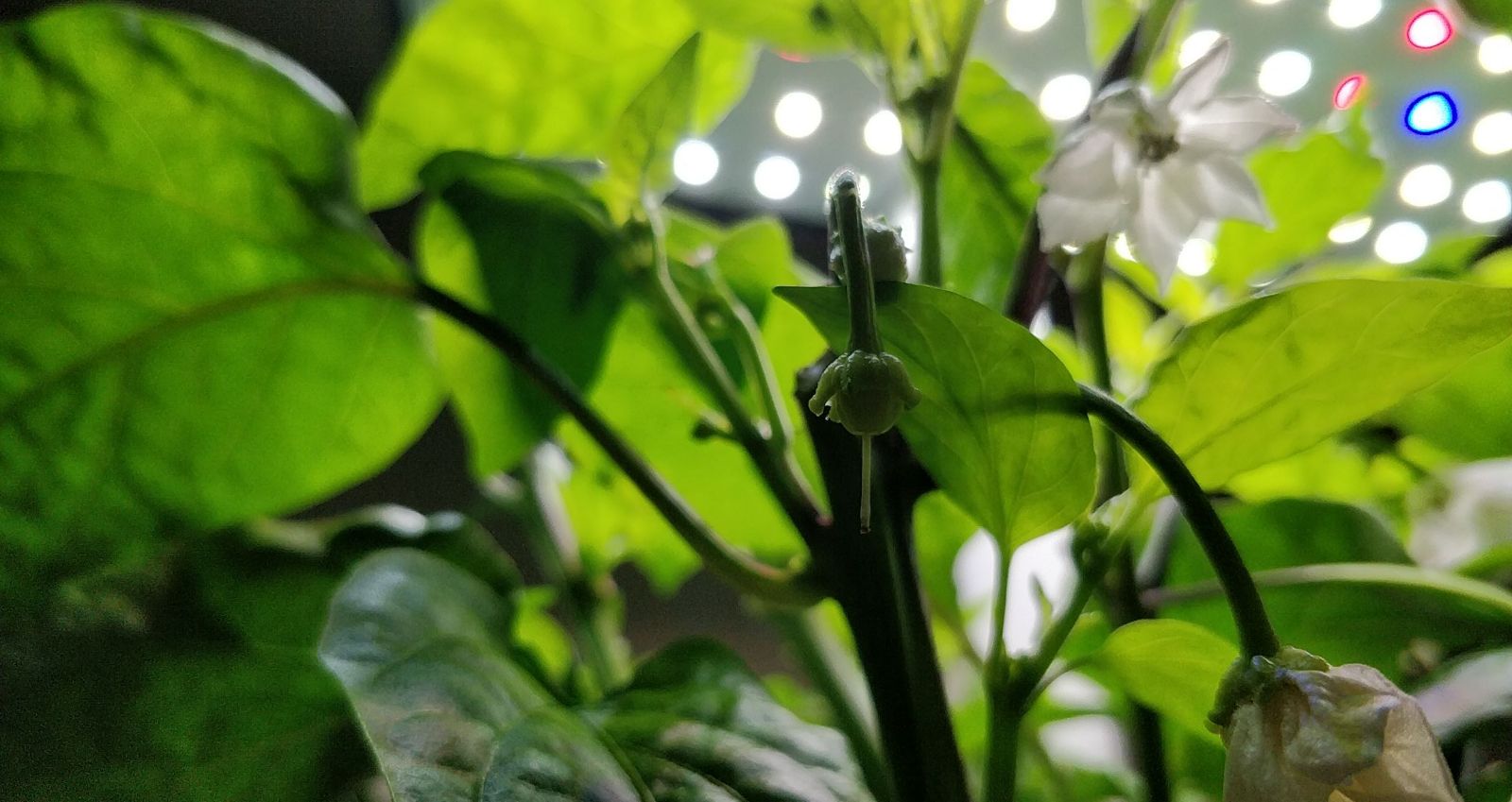 Update #14: Some peppers are coming in!