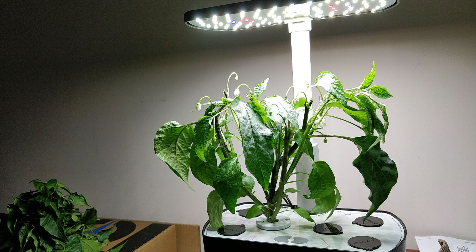 Update #12: This was reaching up into the light and getting burnt, so I pruned it back a bit:
