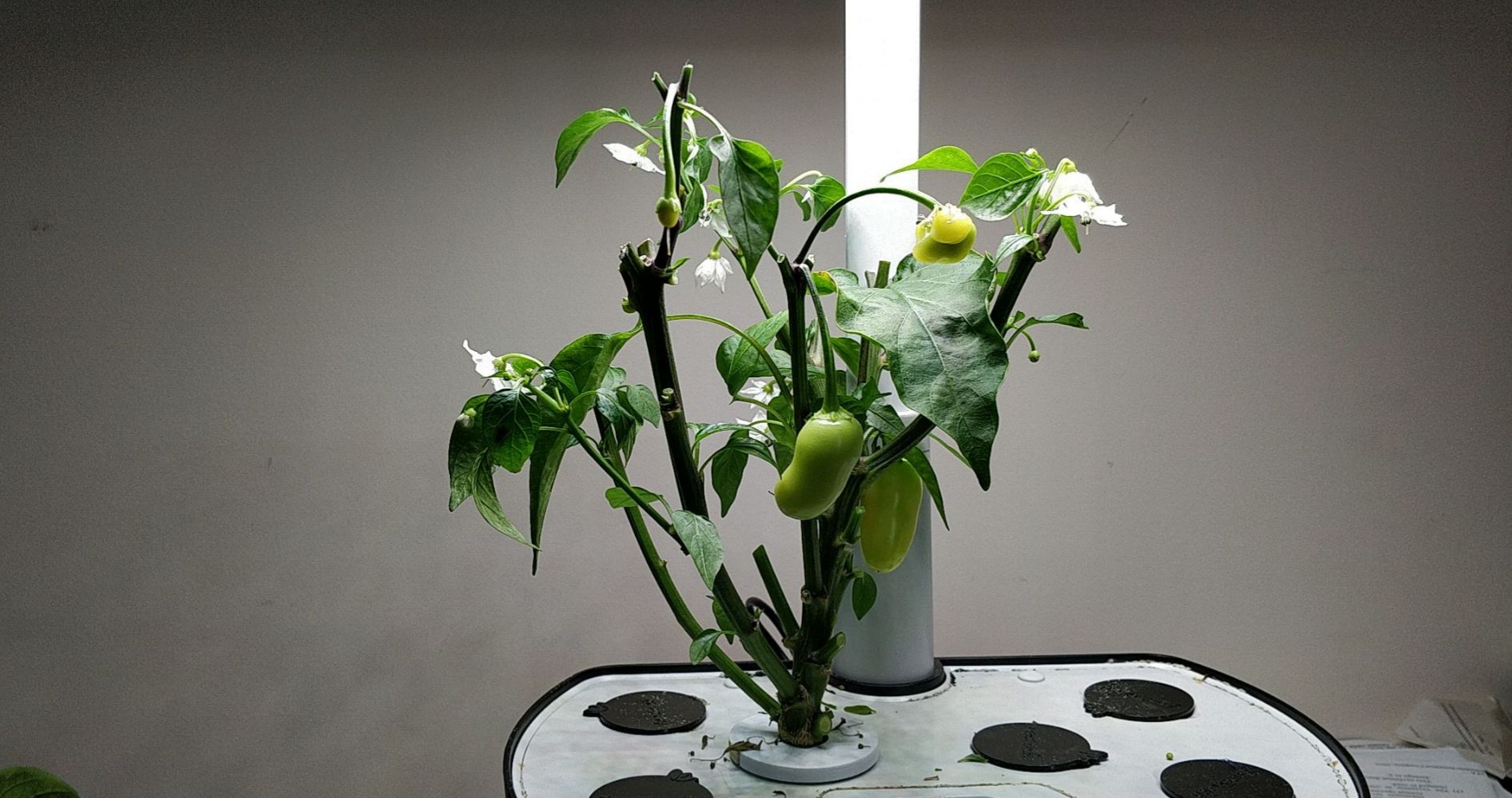 Update #16: Added a squirt of hydrogen peroxide and cleaned up the plant. The leaves, branches, and flowers went to the chic…