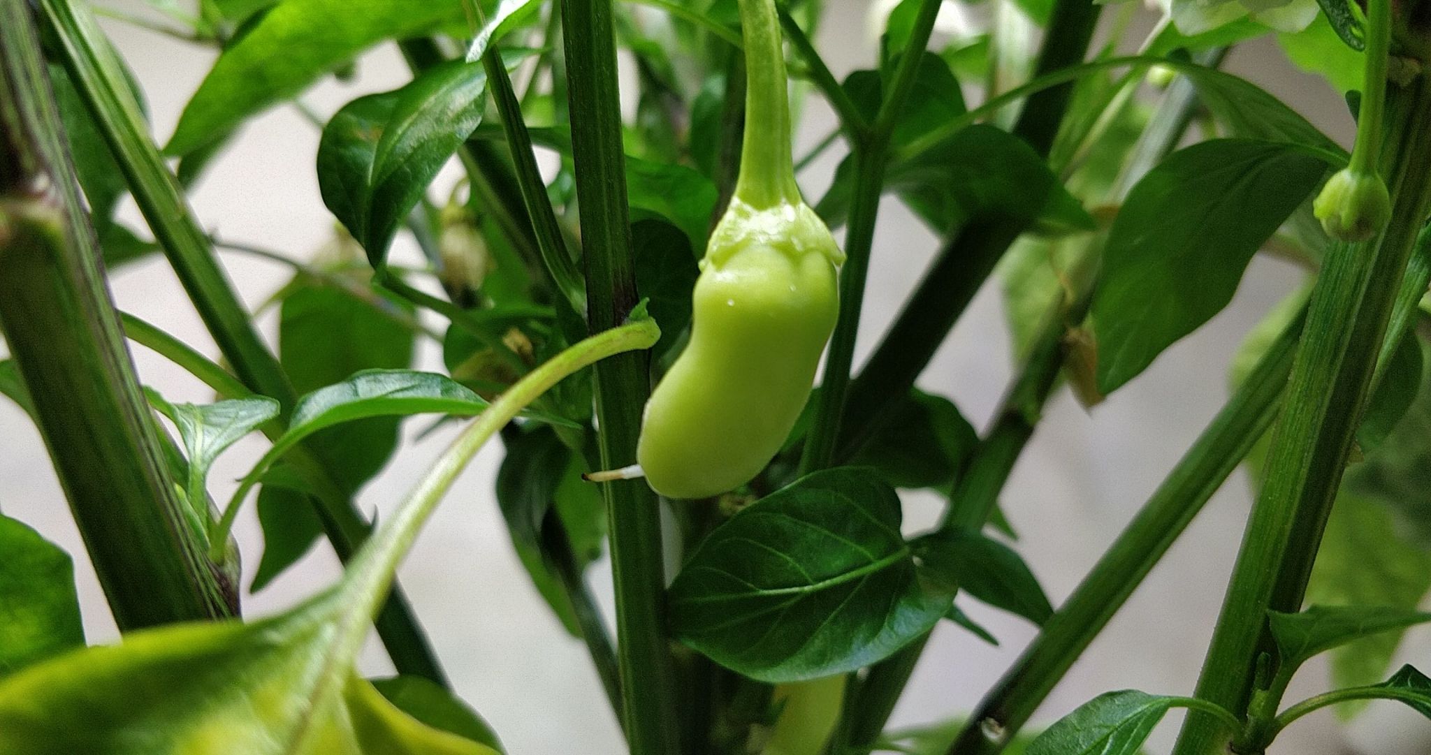 Update #15: Added 8ml of nutes. It's overdue for a haircut, but I really like the shade of green that these peppers are so f…