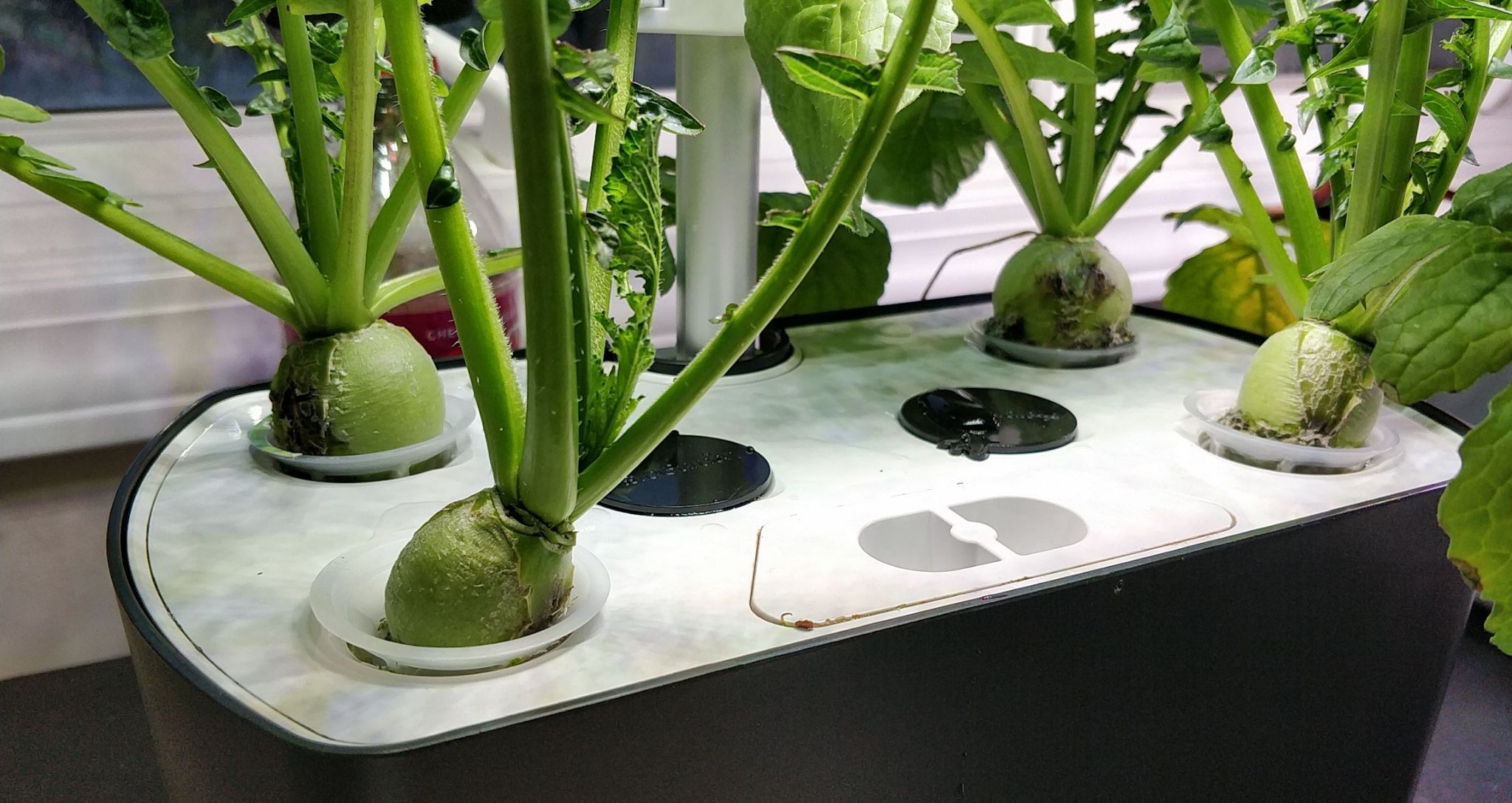 Japanese Wasabi Radishes Grown Four to Harvest in an AeroGarden