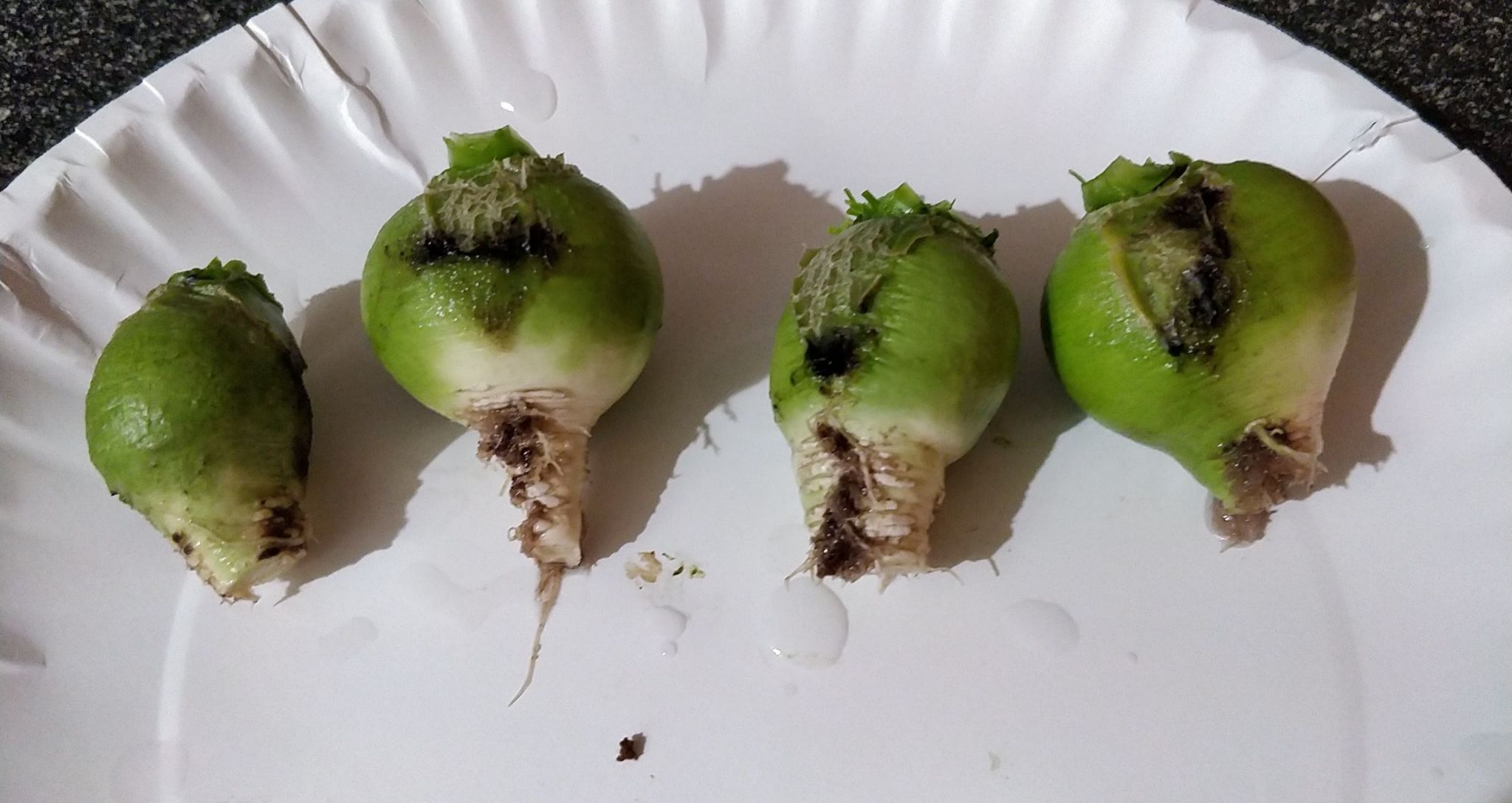 Update #10: Harvested these today! There's some darker parts from where it "ate" bits of the sponge, but those are easy enou…