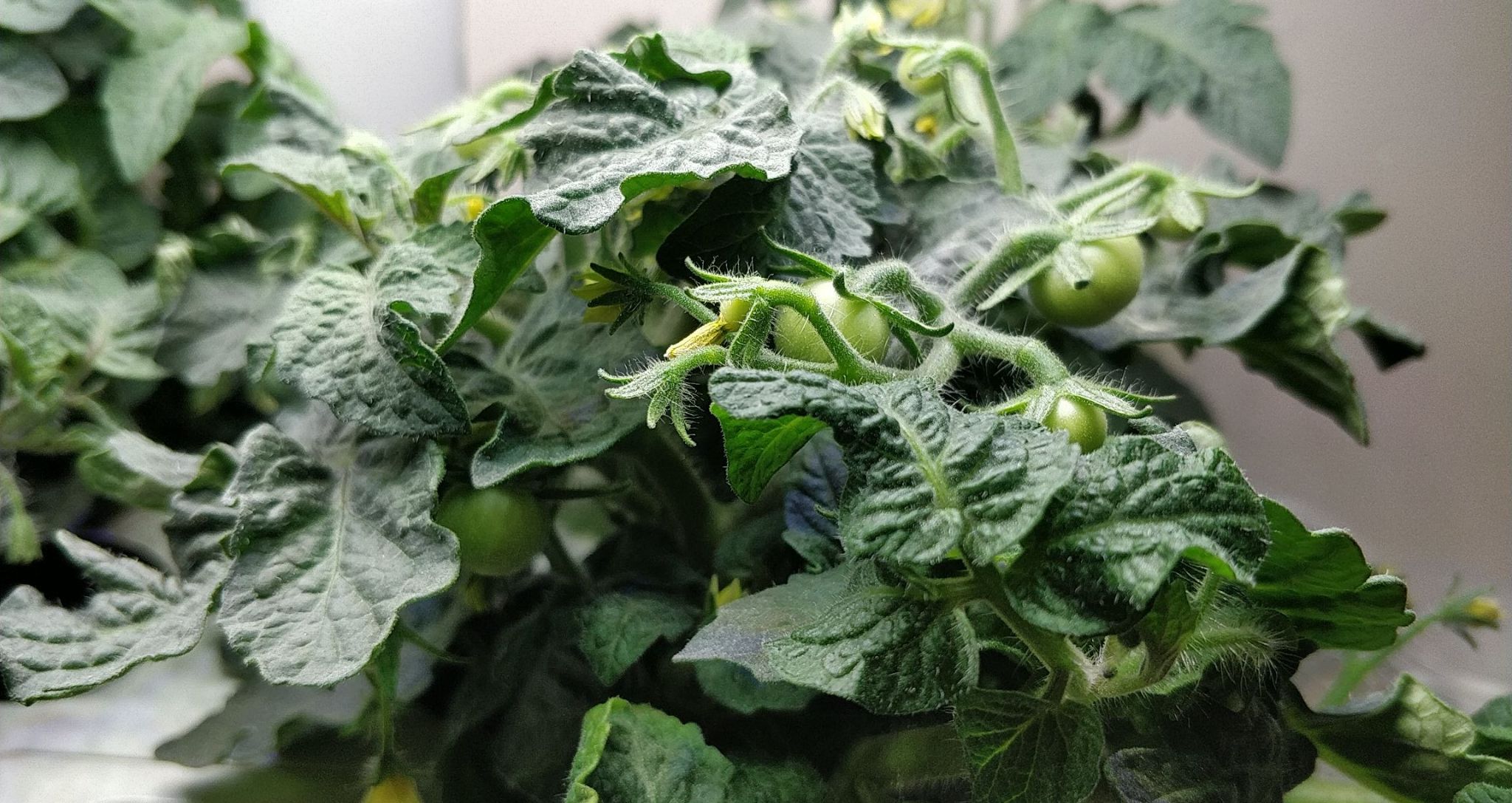 Update #11: I think every single flower I pollinated has started to produce a tomato.