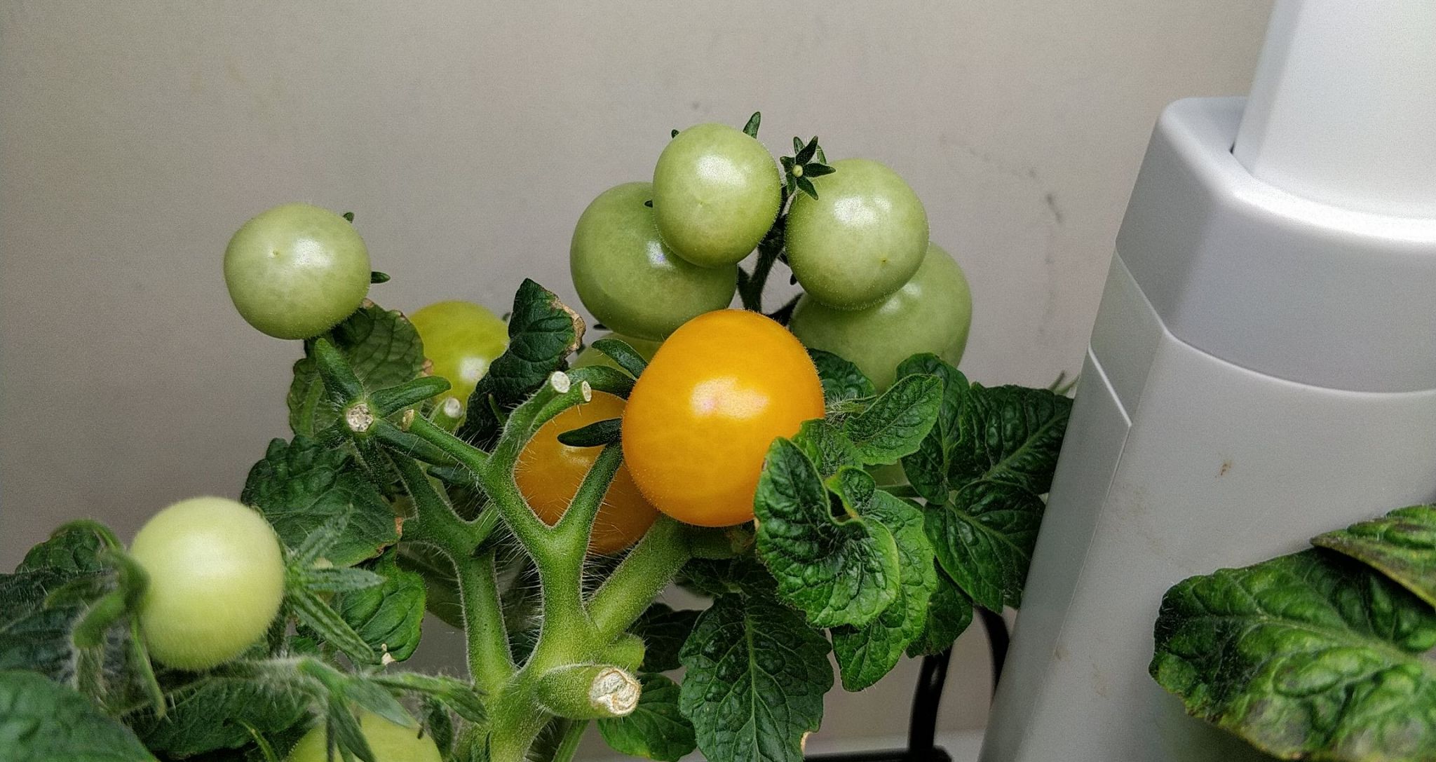 Update #17: These tomatoes are interesting. They're still drinking a lot of water, but the PPM is hardly dropping, so they'r…