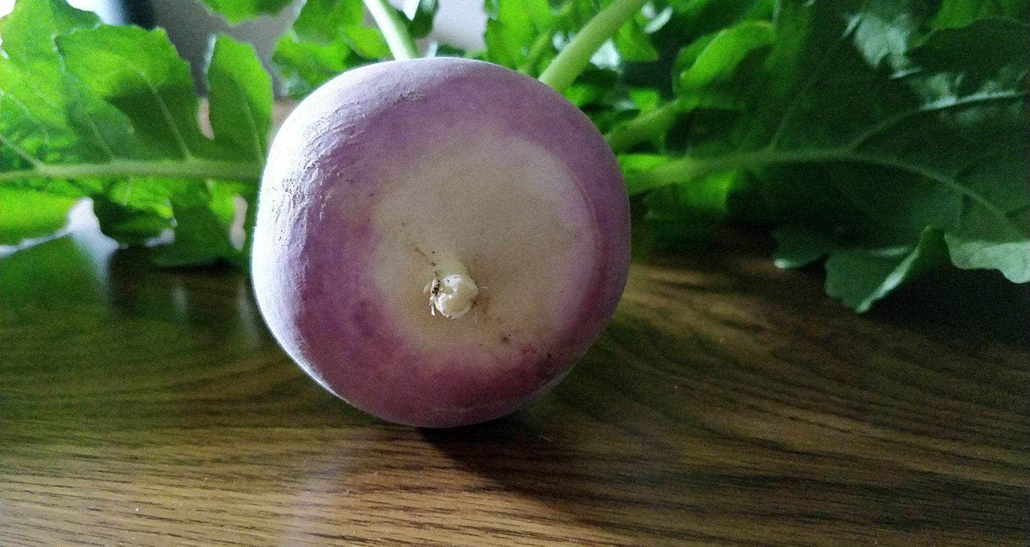 Update #12: Harvested one of the turnips!