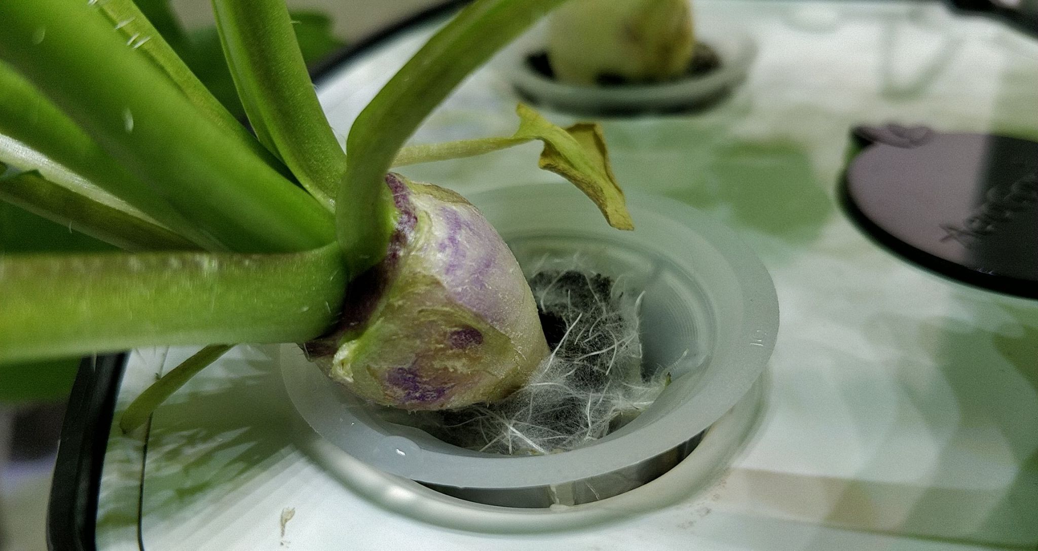 Update #6: The turnip bulbs are forming, at the cost of a lot of water. I took a close-up of the air roots on one of them.