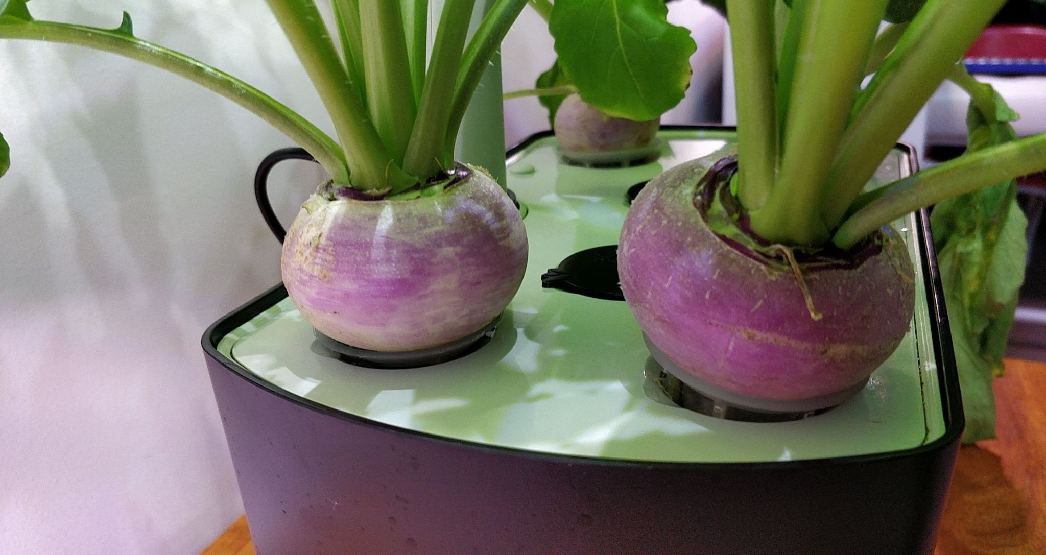 Purple Top White Globe Turnips in an AeroGarden Harvest