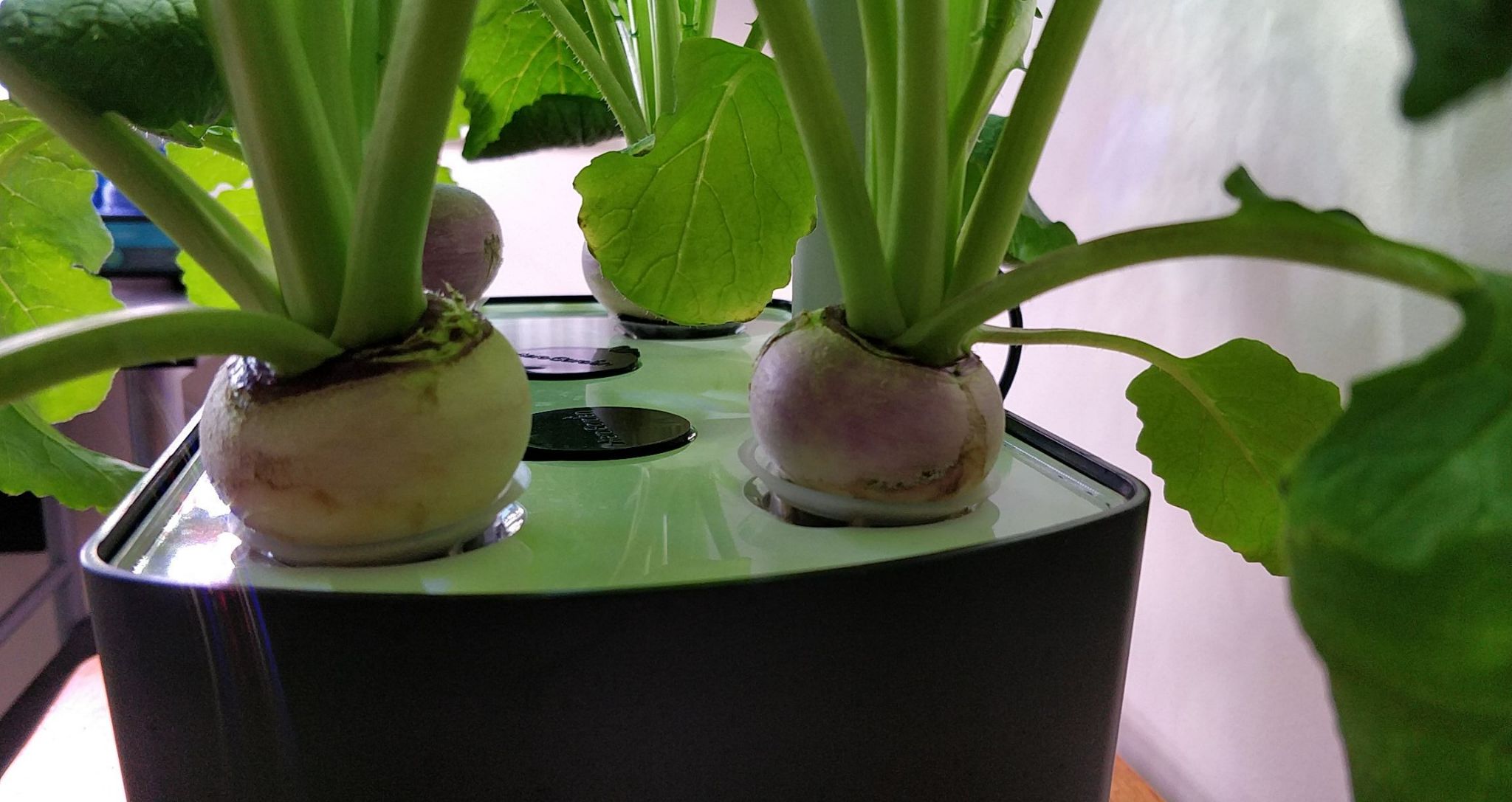 Update #9: These are getting closer to harvest!