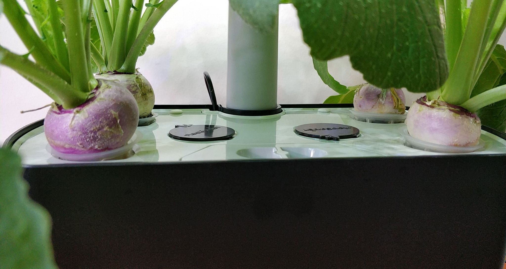 Update #7: I think these will be ready to harvest soon.