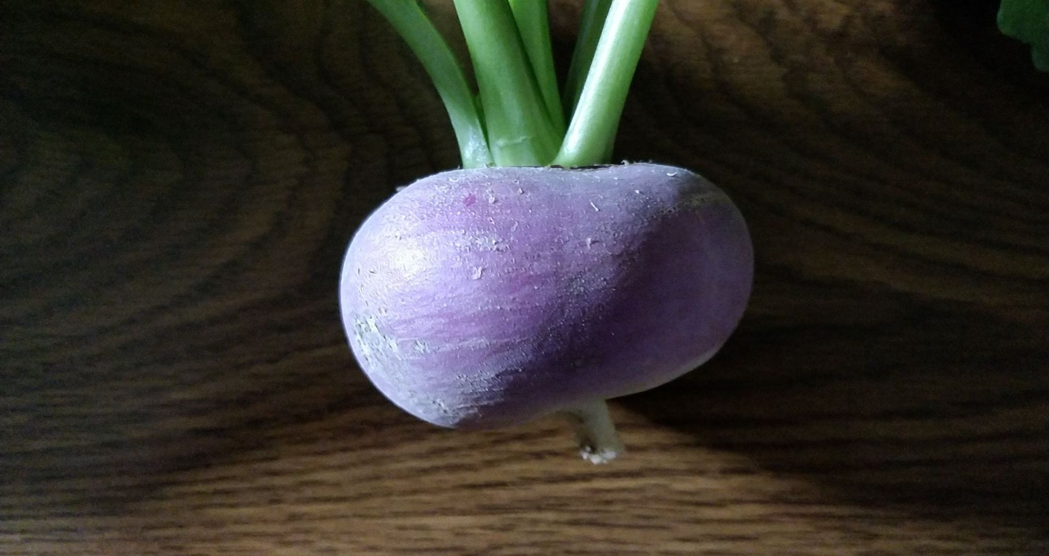 Update #12: Harvested one of the turnips!