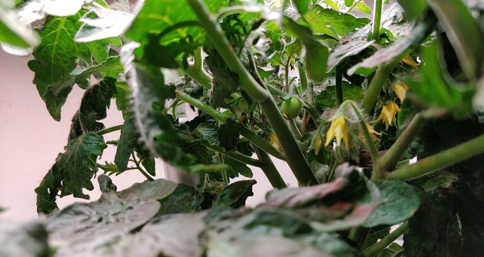 Update #10: Tomatoes!