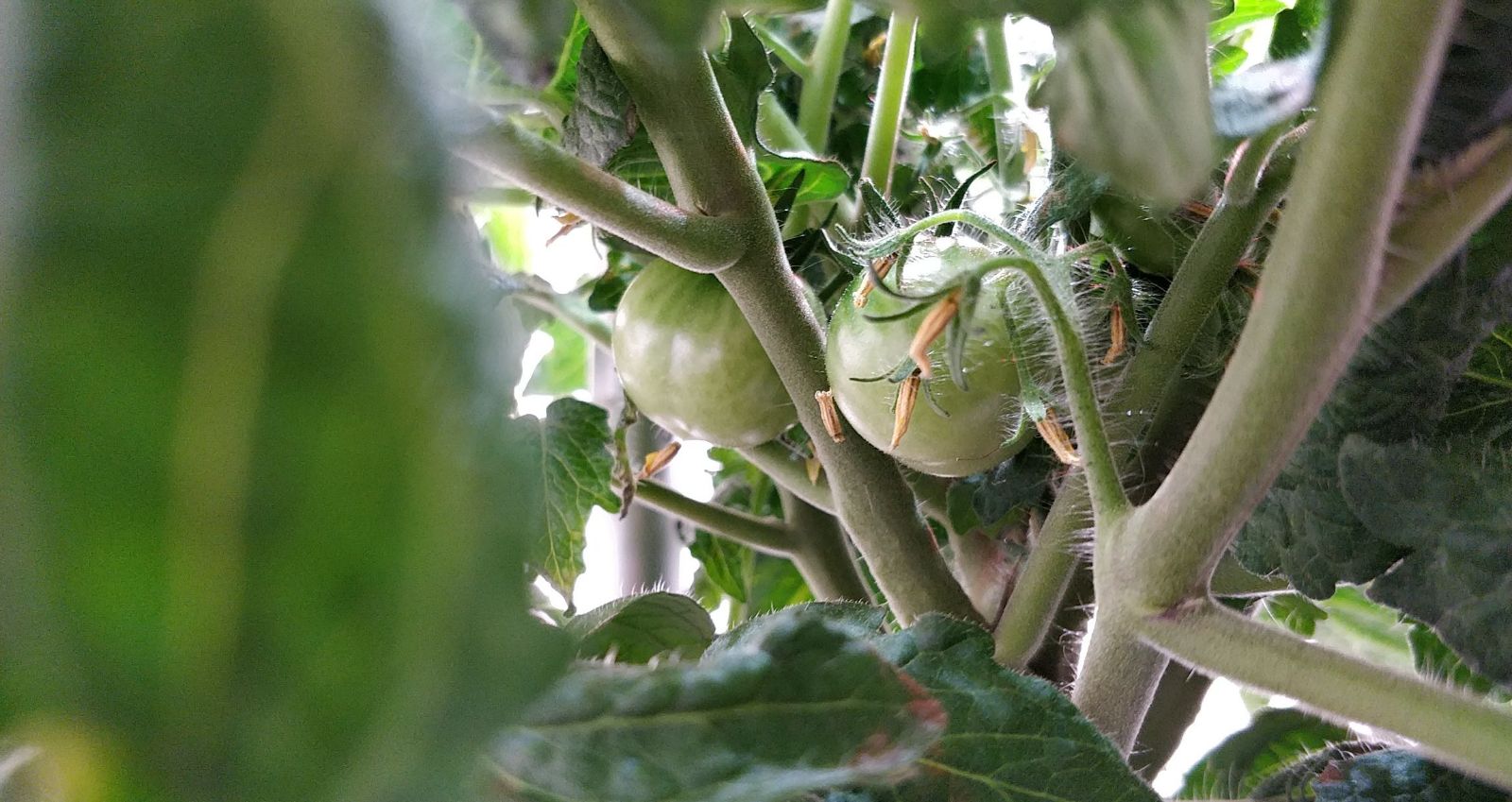 Update #12: Garden progress