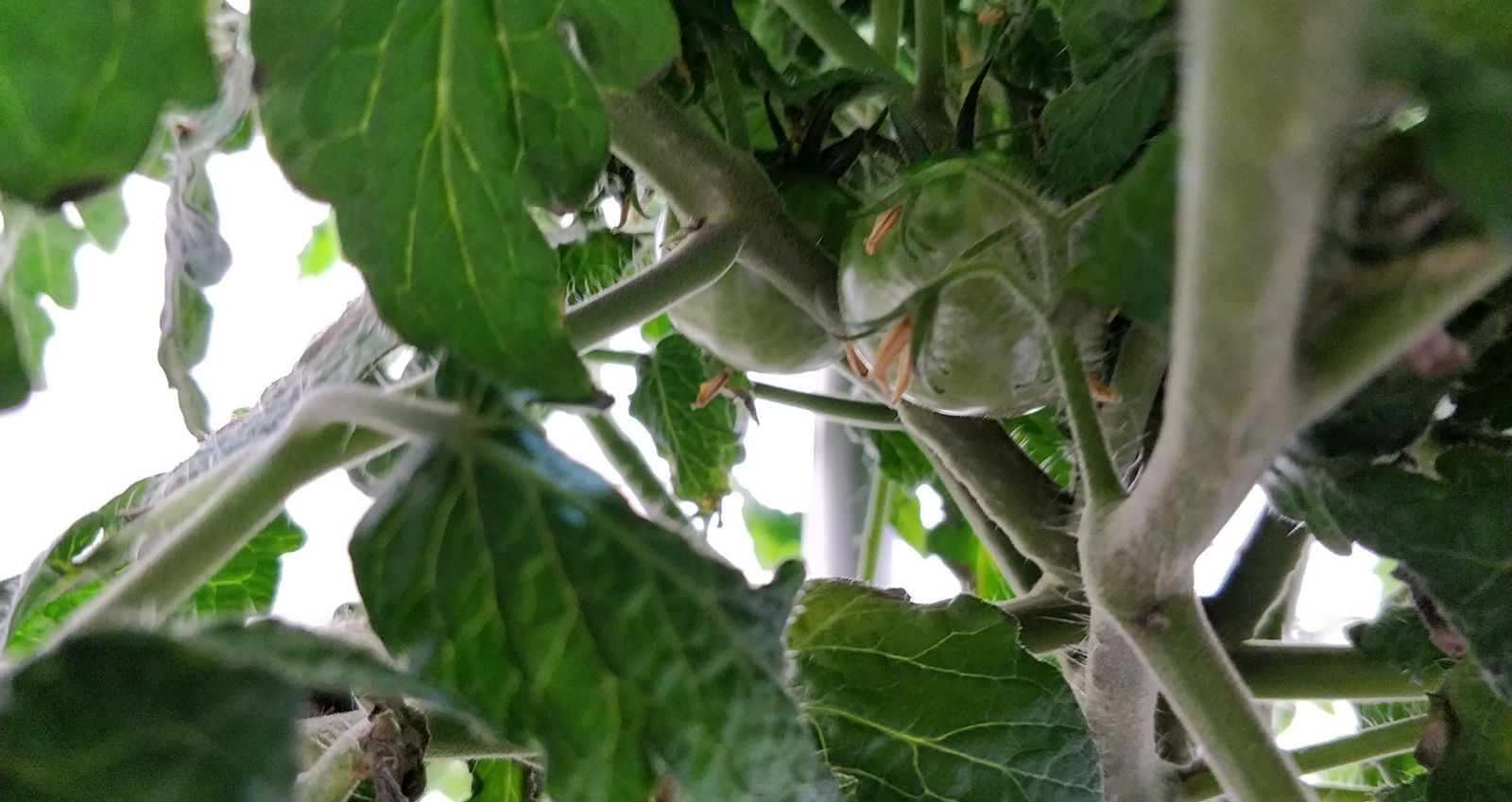 Update #13: Garden progress