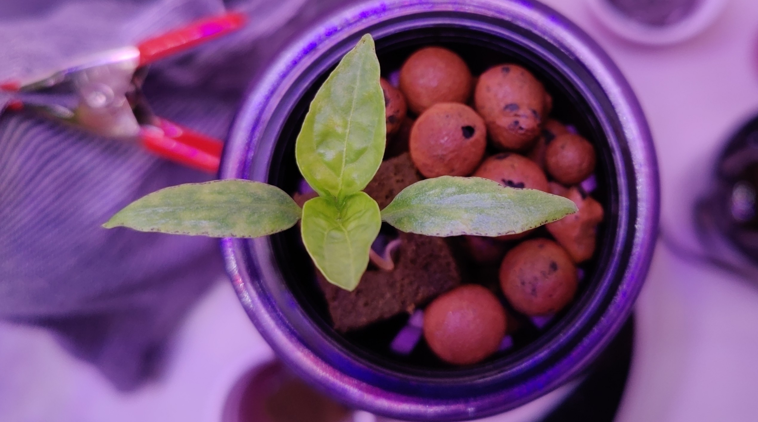 Update #2: Garden progress