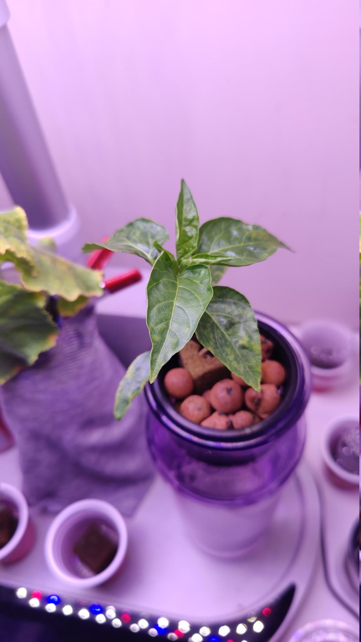 Update #3: Garden progress