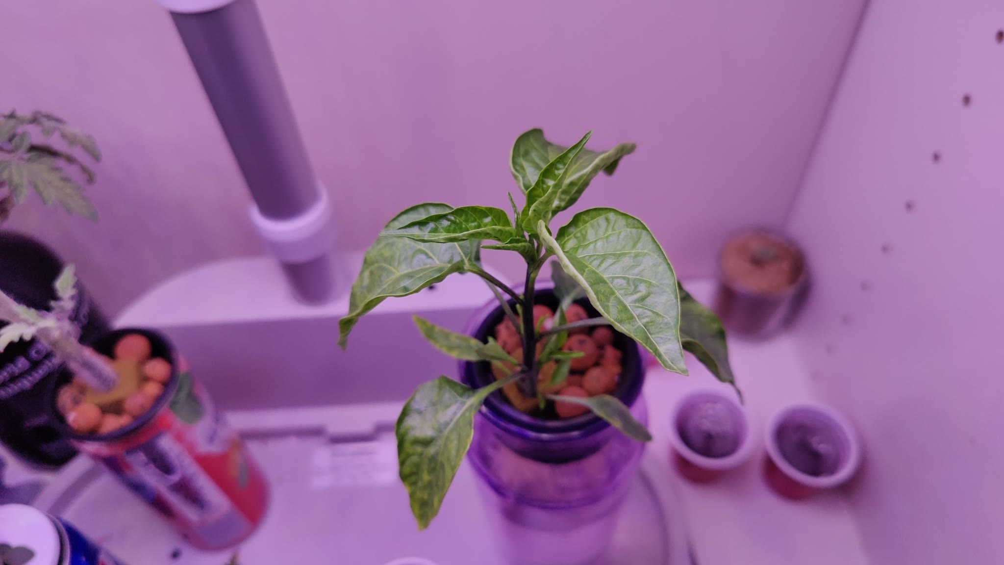 Update #4: Garden progress