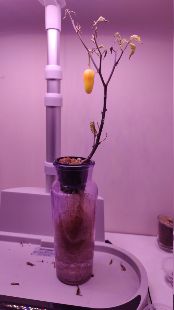 Update #7: I will be ending this once the pepper turns red or falls off the plant, whichever happens first.