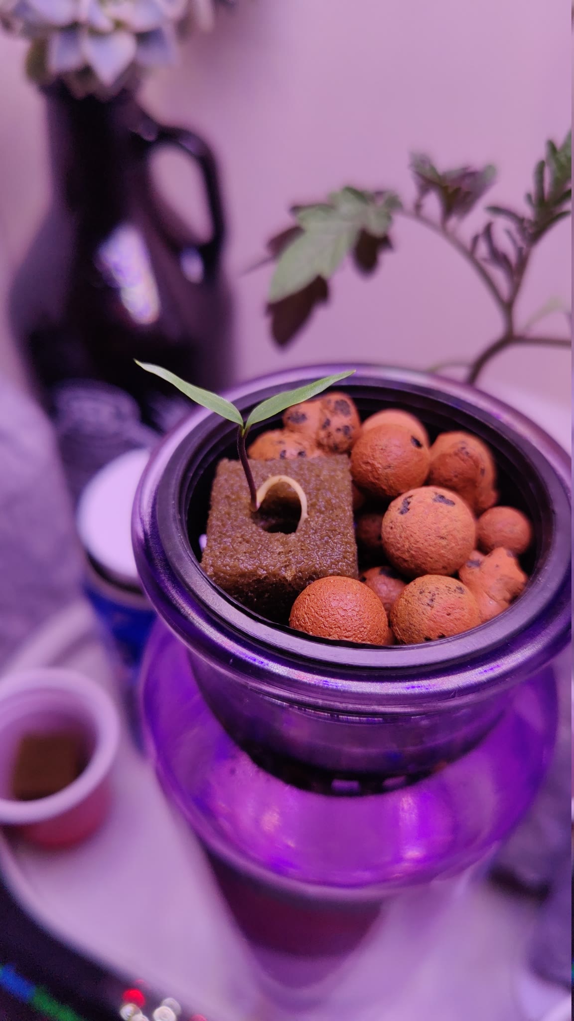 Update #1: I moved a seedling into a flower vase today - the seeds came from the last time I grew this pepper. I filled the…