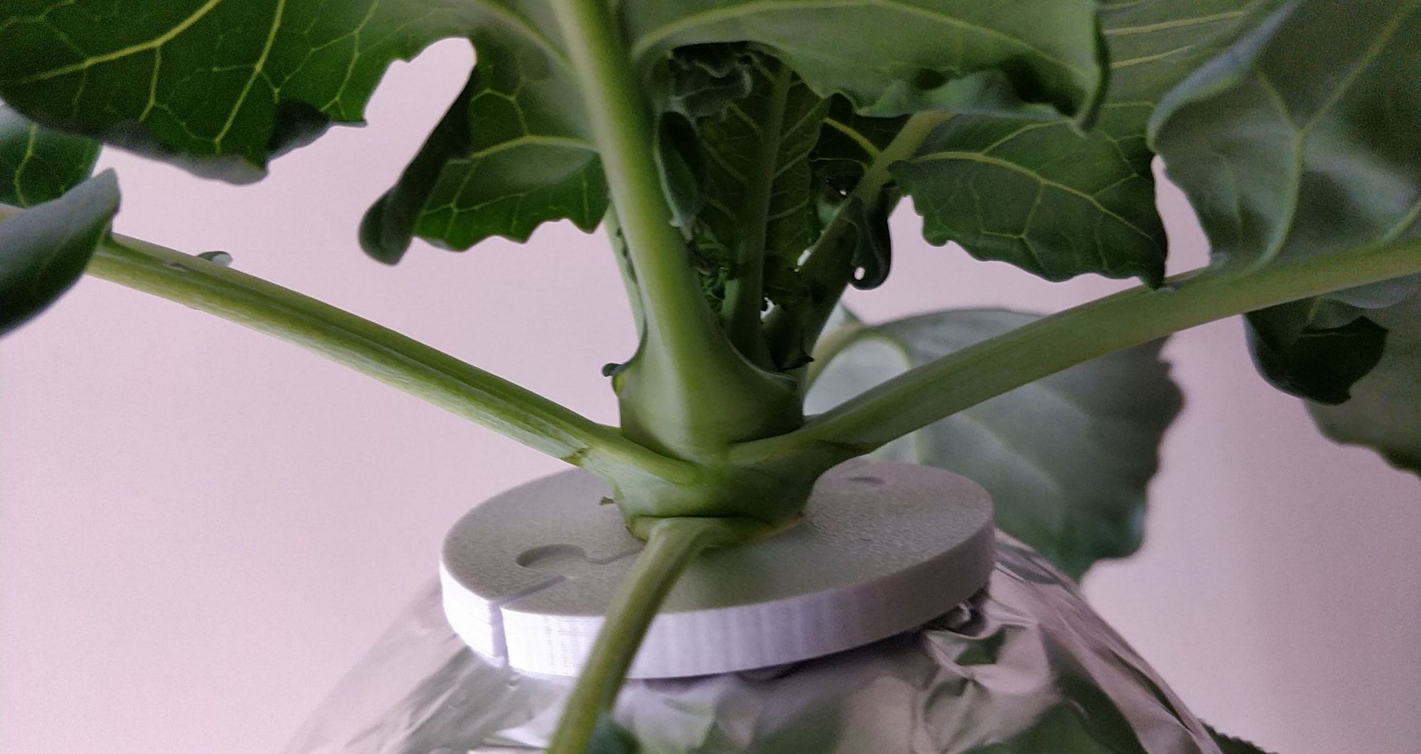 Update #5: Ended this today! I don't care enough about the plant to refill the nutrient solution (since I was using up what…