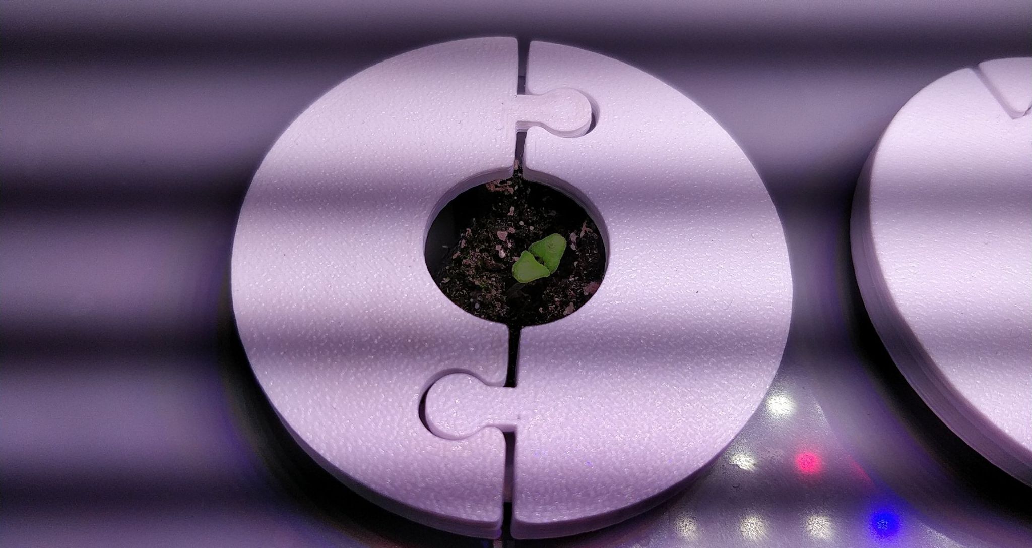 Update #4: A second seedling sprouted!