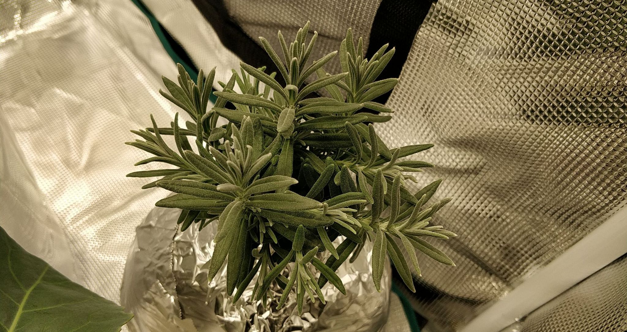 Vera Lavender in Kratky Gallon Jugs