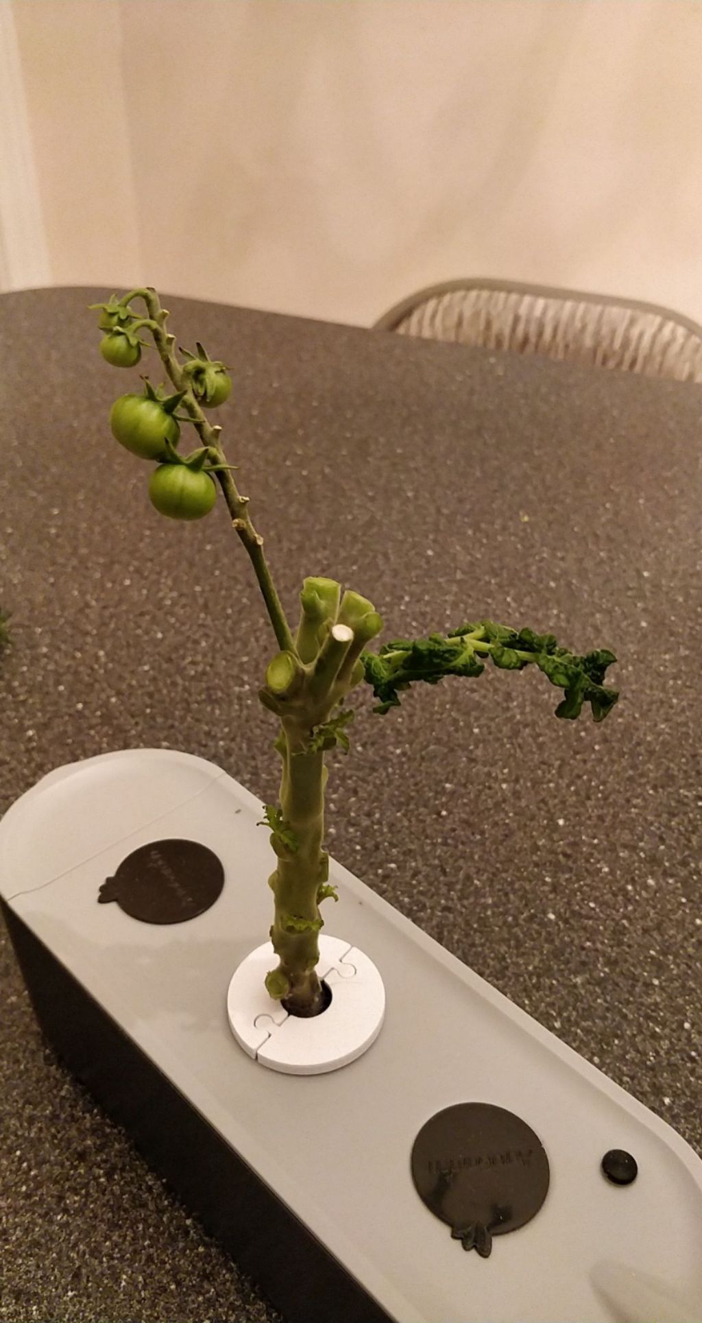 Update #9: So as it turns out, I've realized that I mixed up my plans for my tomatoes. I meant to grow the Rosy Finch in th…