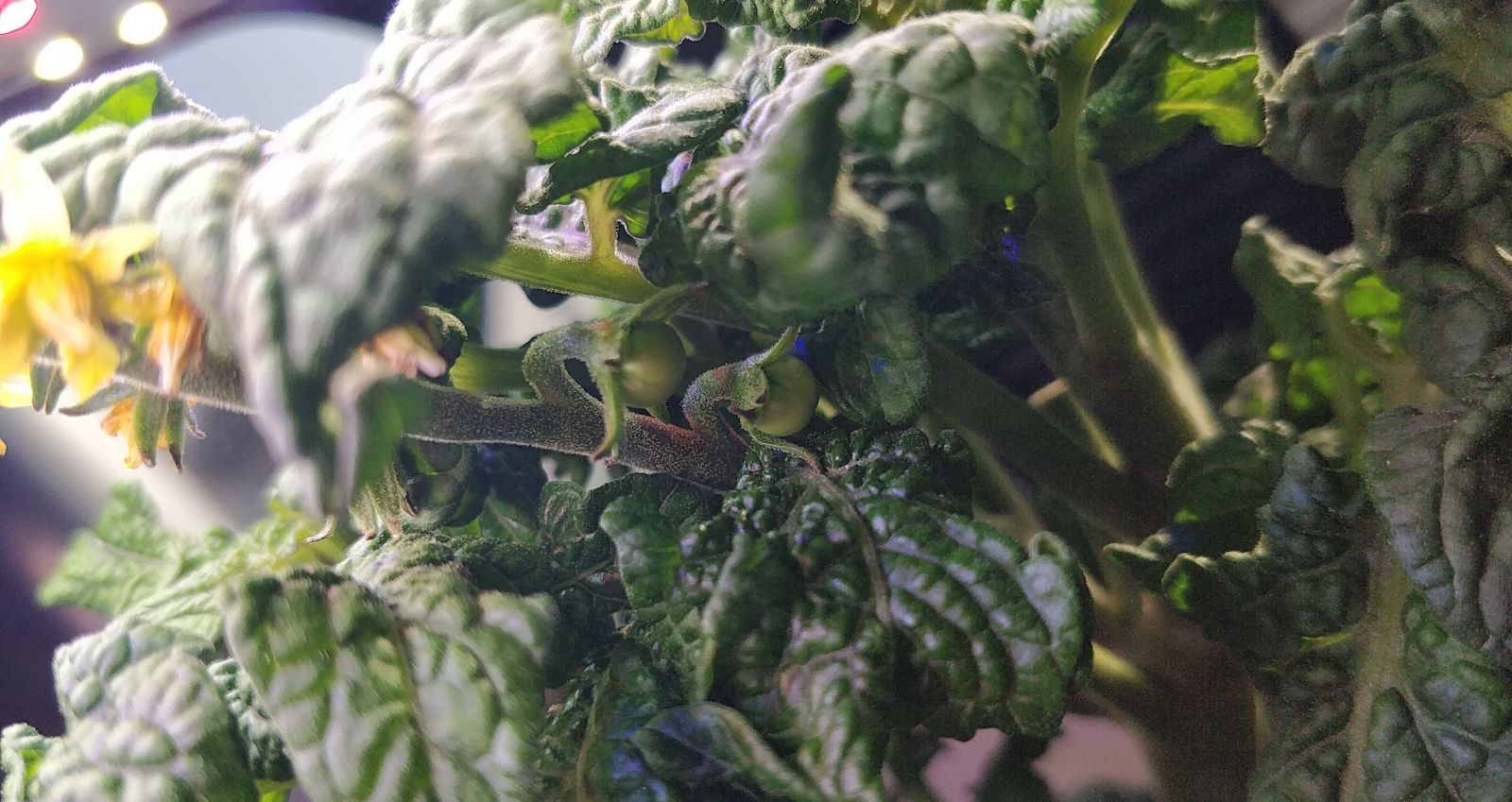 Update #8: Added 0.5ml of GH CALiMAGic. I see tomatoes!