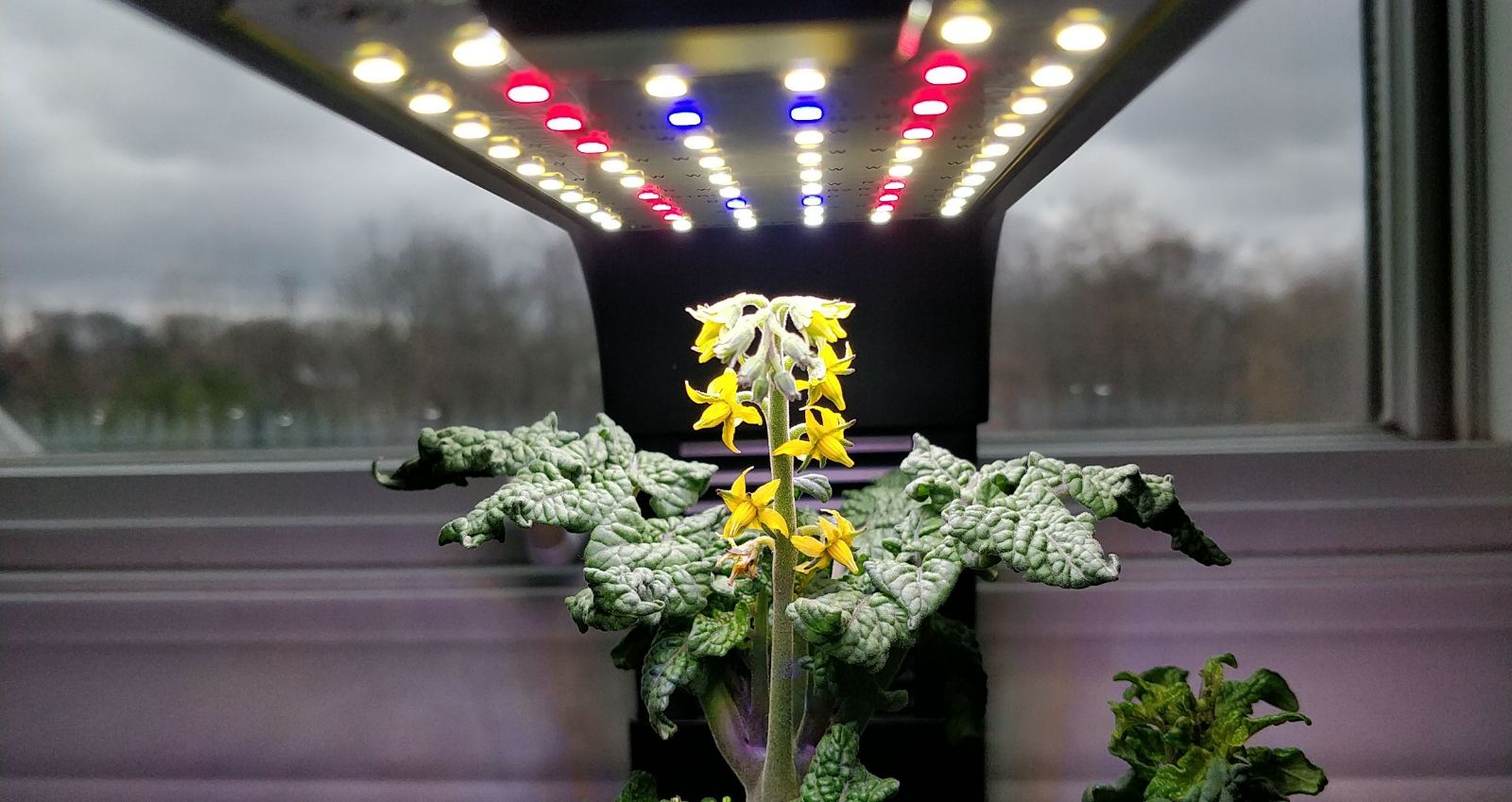 Possibly Mislabeled Inkspot Tomato in an AeroGarden Sprout